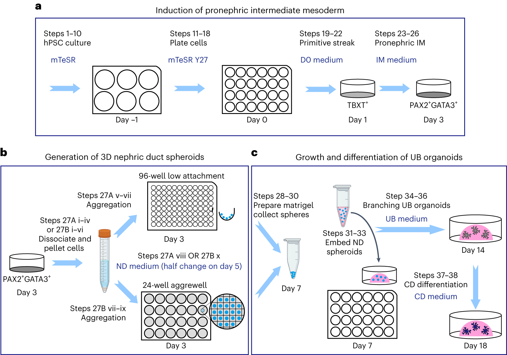 Fig. 1: A schematized depiction of the protocol for directed differentiation of UB organoids.