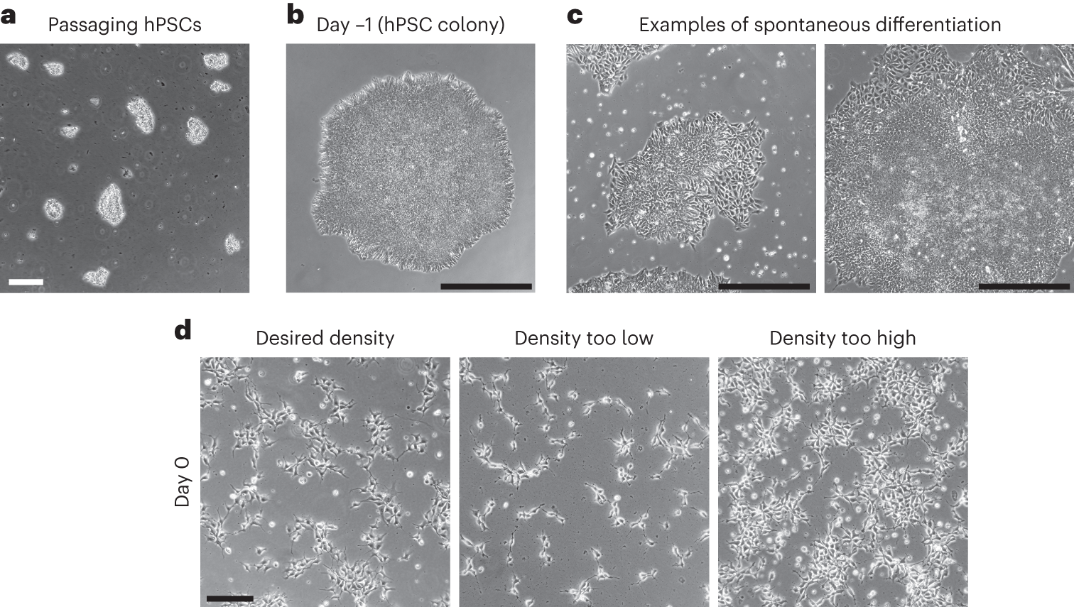 Fig. 2: Morphologic appearance of starting cultures.