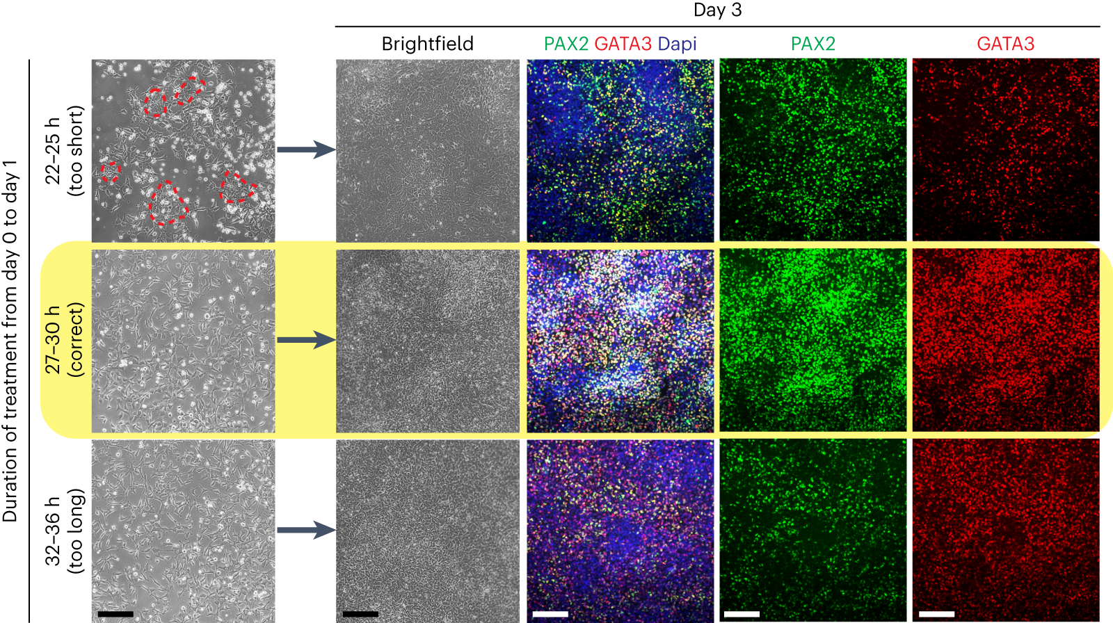 Fig. 3: The duration of the mesendoderm induction step is critical for efficient formation of pronephric IM cells.
