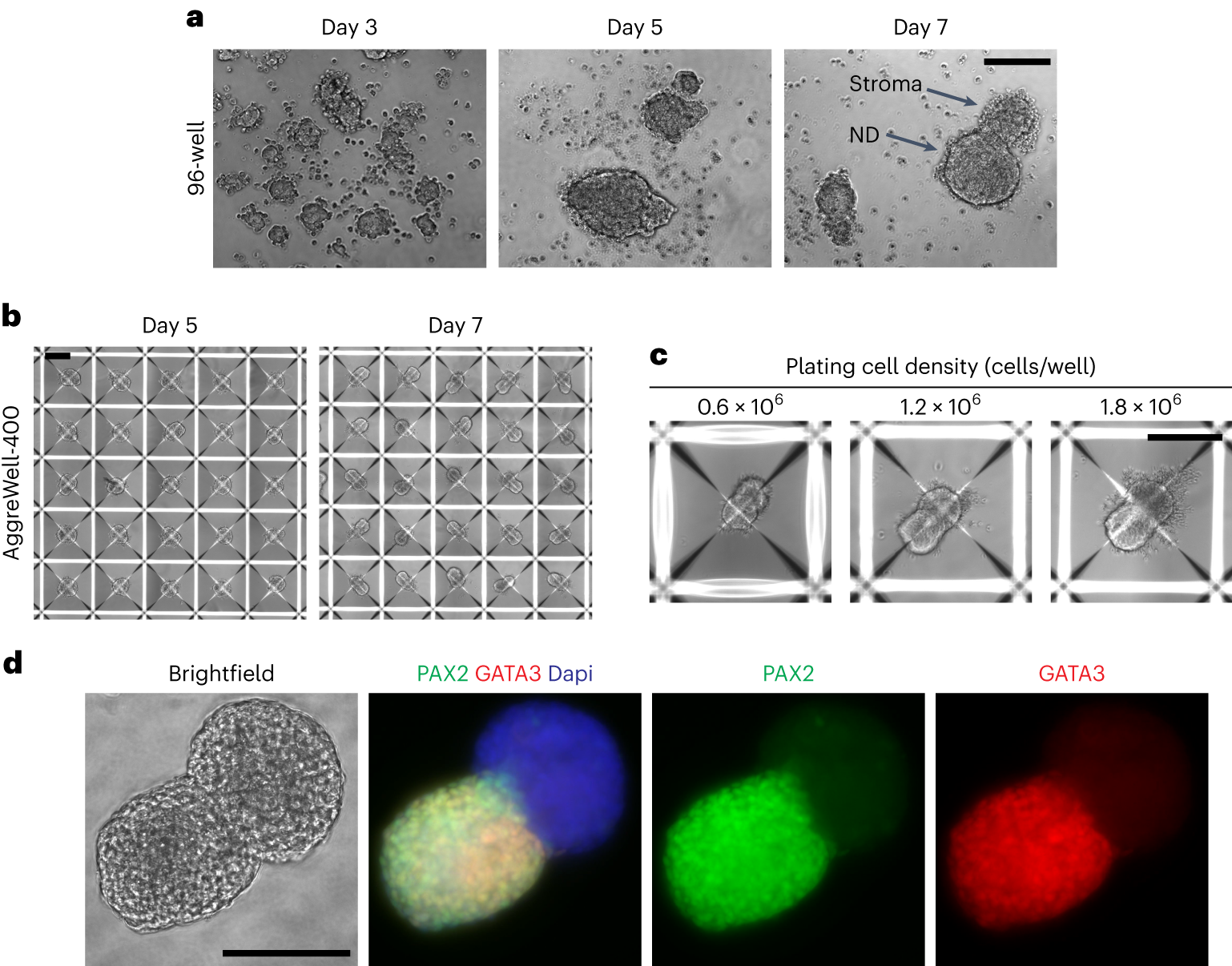 Fig. 4: Formation of 3D ND spheroids.