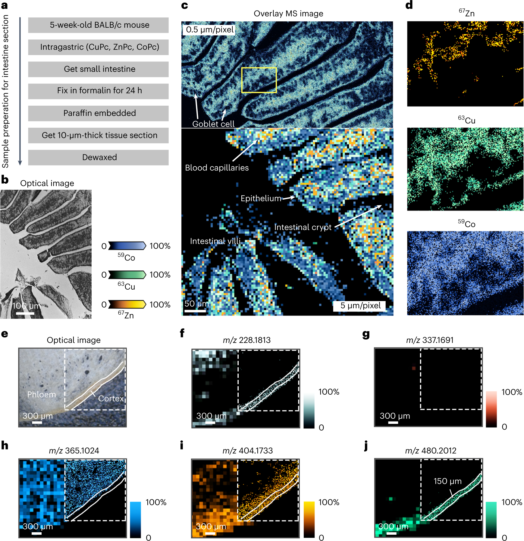 Fig. 4: Tissue imaging achieved by laser-based MSI with a microlensed fiber.