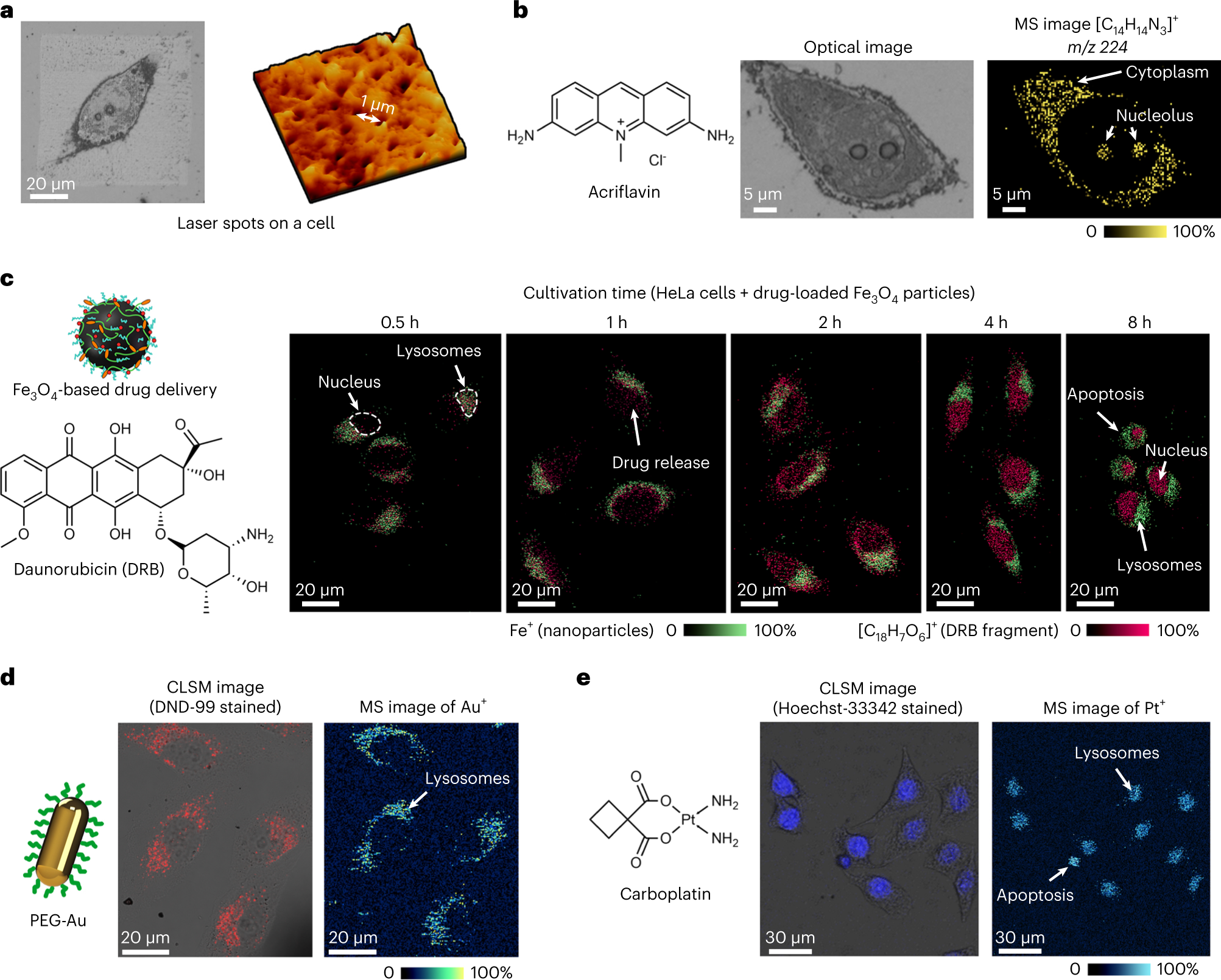 Fig. 5: Single-cell imaging achieved by laser-based MSI with the microlensed fiber.