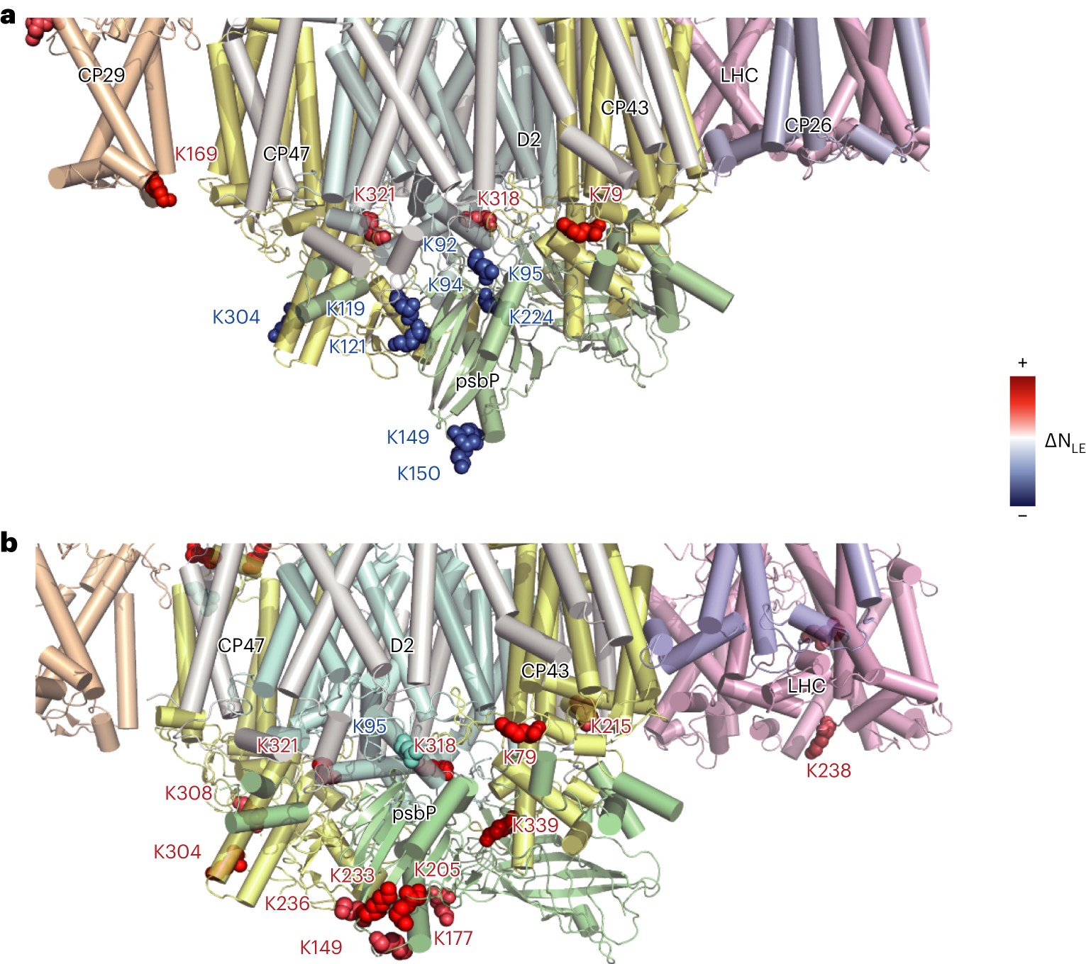 Fig. 6: The interfacial molecular structure characterization of PSII-Ru/SrTiO3:Rh and PSII-Ru2S3/CdS hybrids.