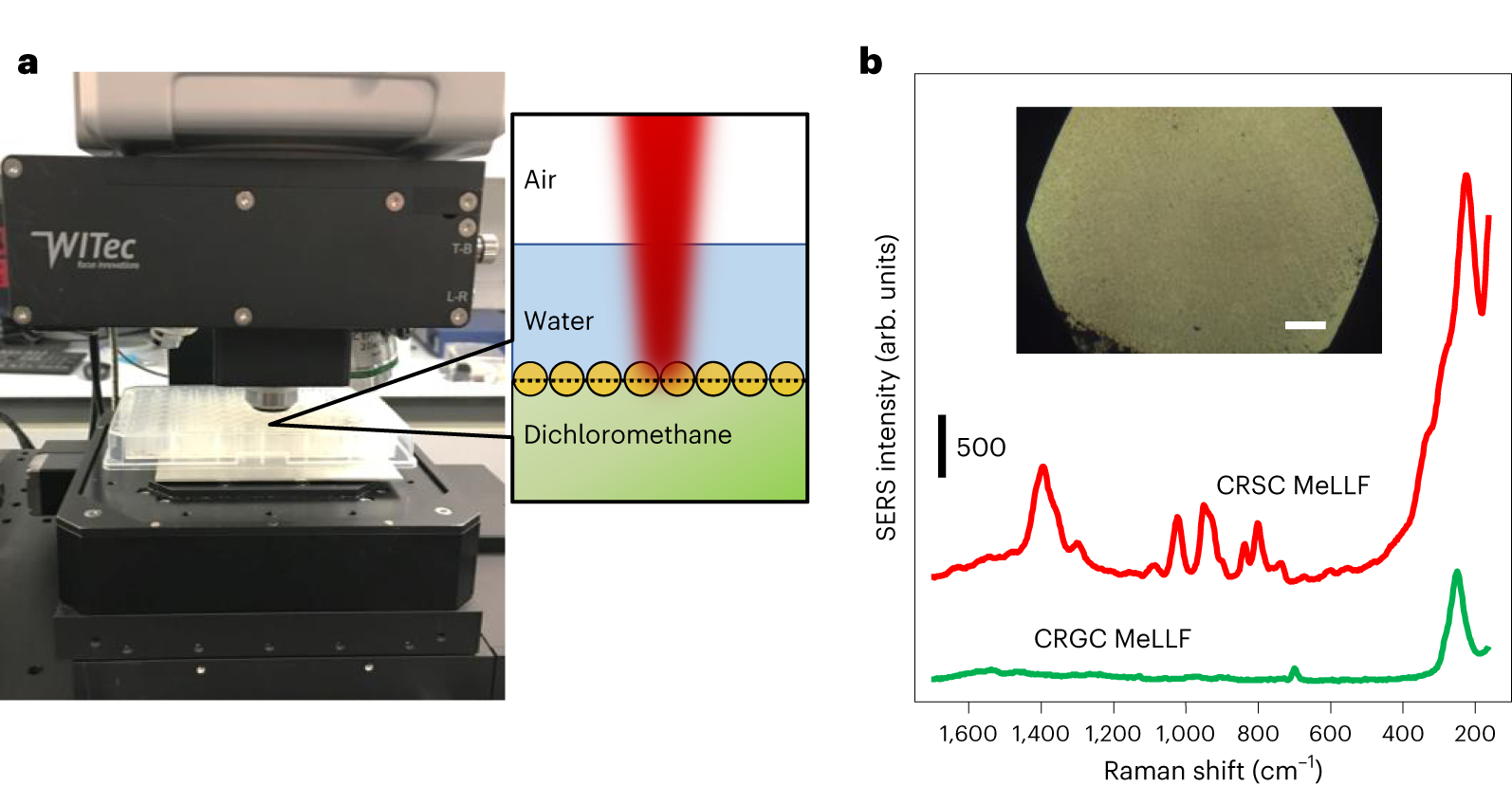 Fig. 6: SERS setup for analyzing MeLLFs.