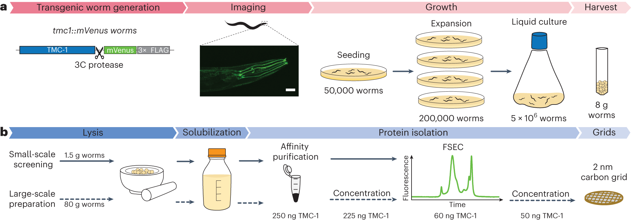 Fig. 1: Timeline of large-scale worm growth and protein isolation.