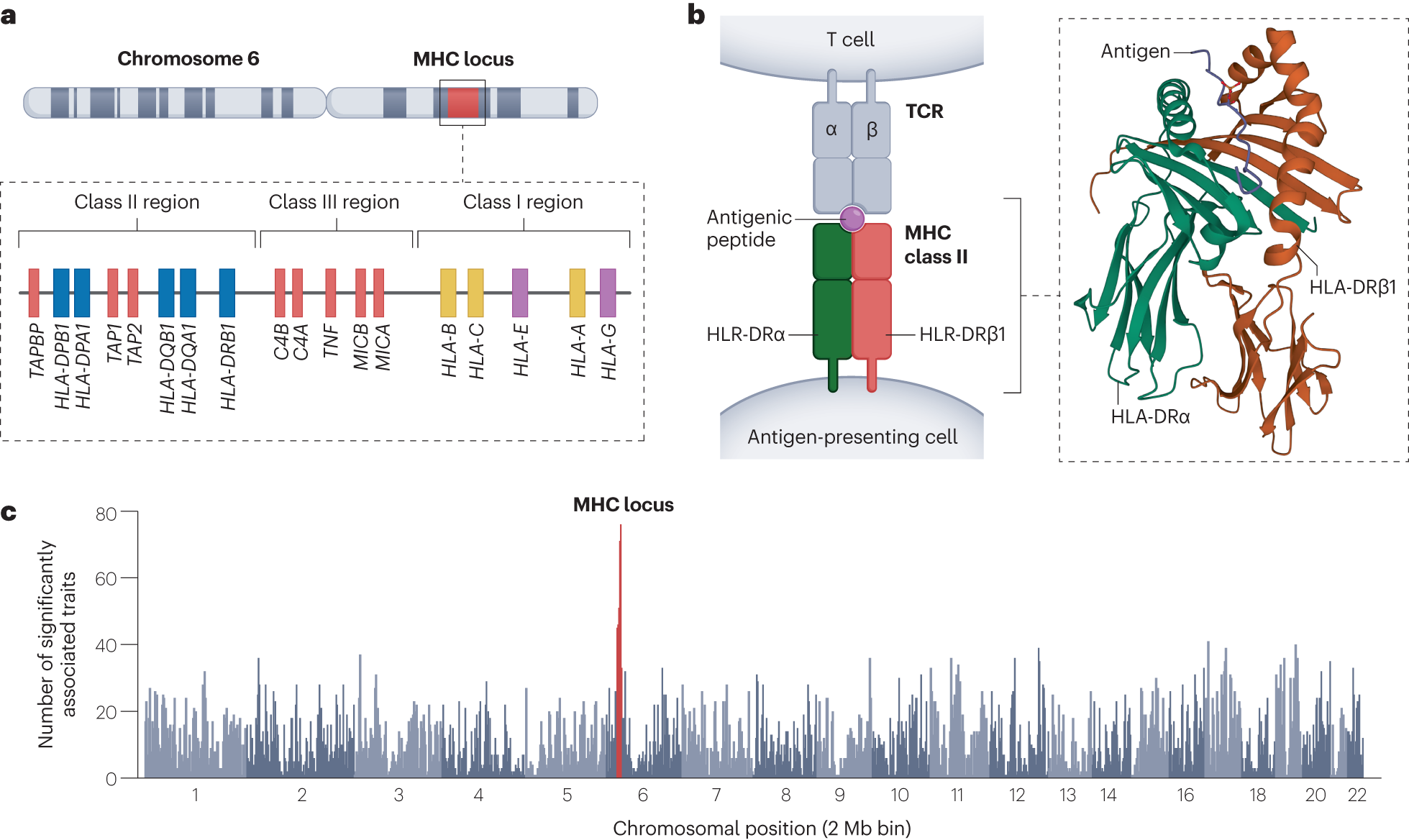 Fig. 1: Location and structure of HLA genes on human chromosome 6 and their associations with human traits.