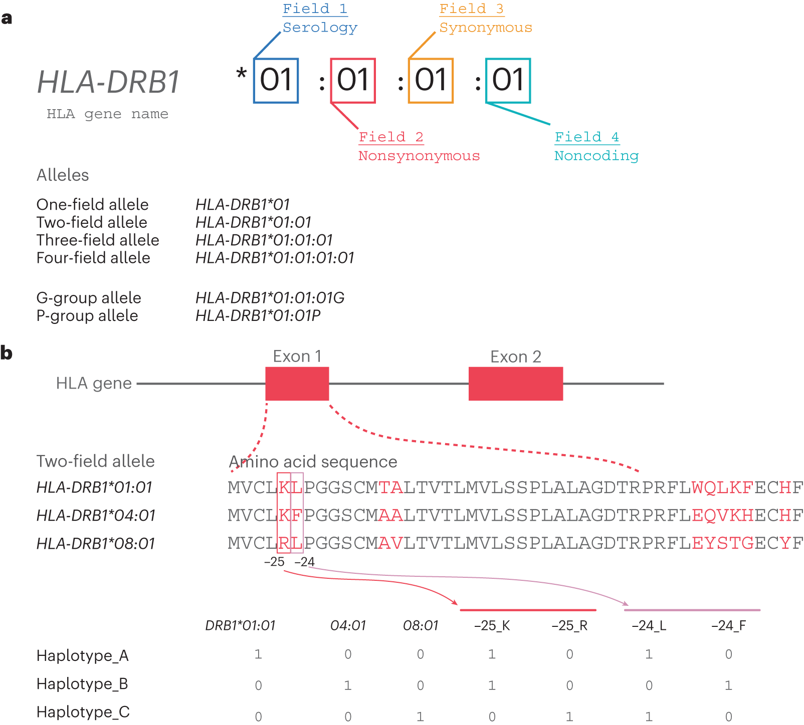 Fig. 3: Nomenclature, structure and encoding of HLA alleles.