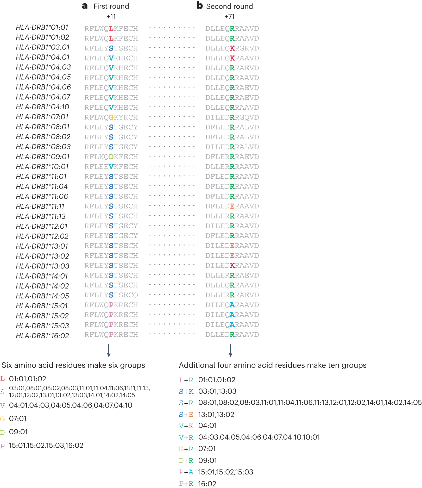 Fig. 6: Grouping of two-field alleles using the conditional haplotype test.