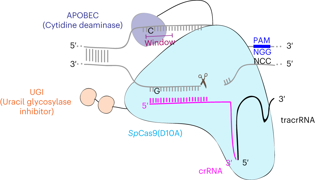 Fig. 1: CBE schematic representation.