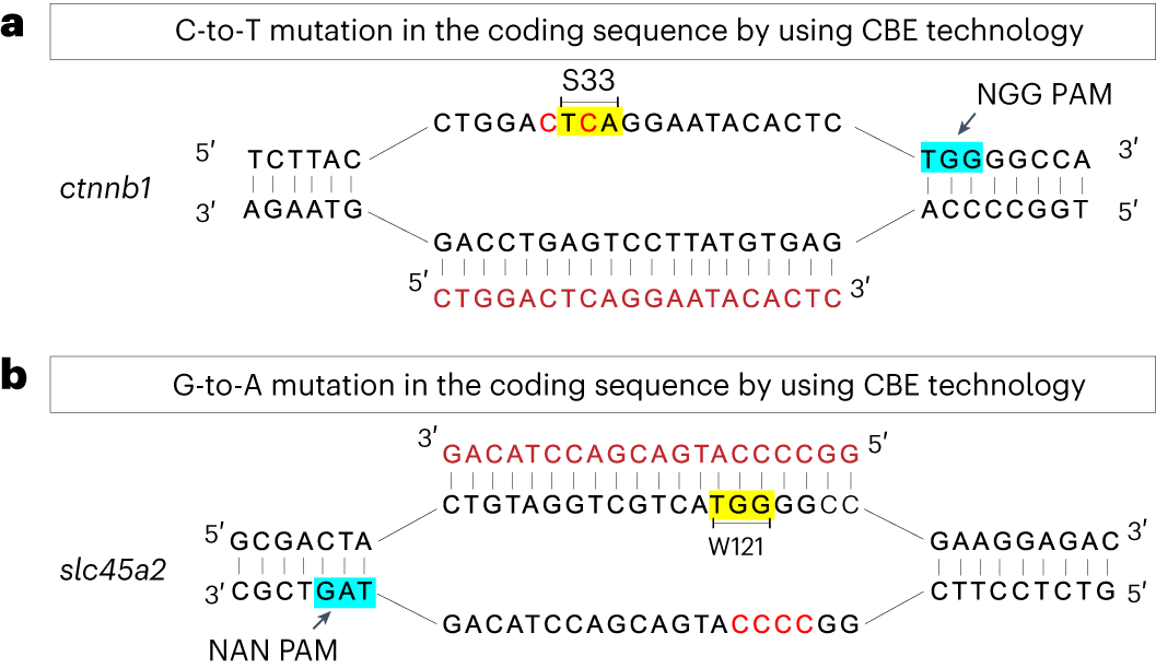 Fig. 3: Two examples of sgRNA designs for introducing C-to-T or G-to-A into a coding sequence by using a CBE.