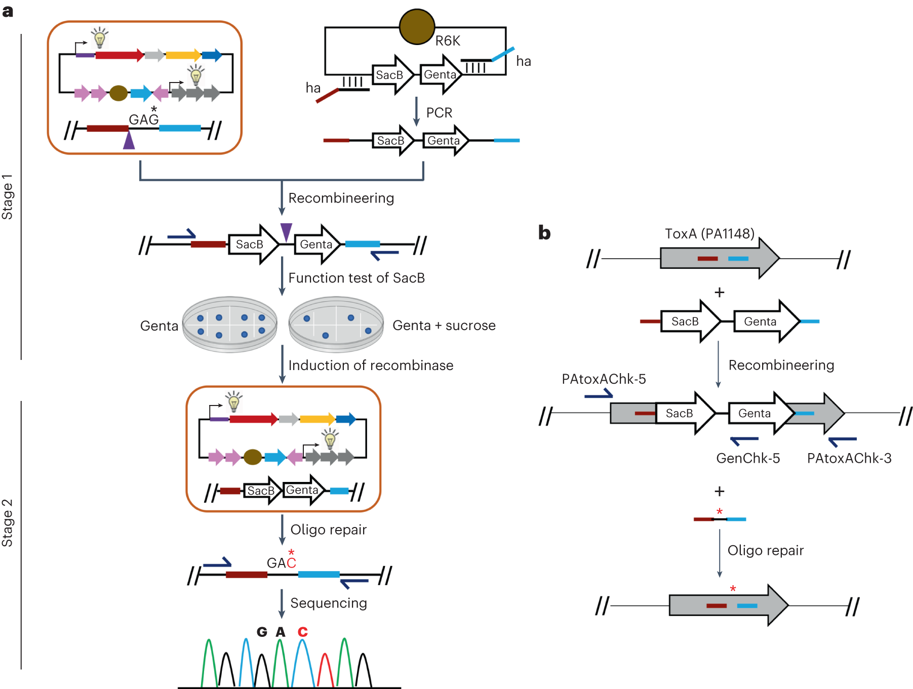 Fig. 2: Seamless mutation using two-step recombination with the optimal recombination system.