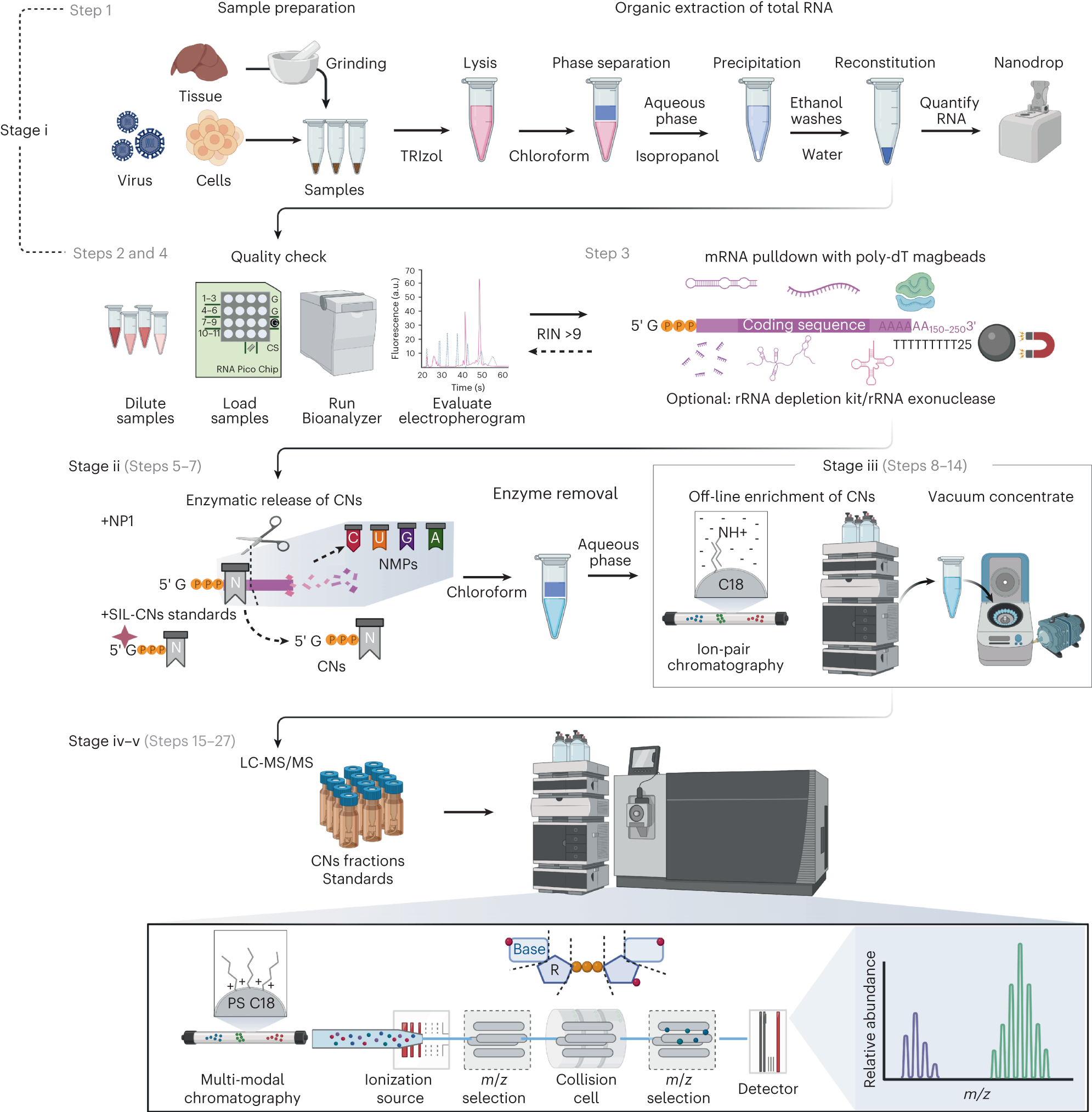 Fig. 2: Workflow for the quantitative analysis of 5′ cap structures in cellular and tissue mRNA.