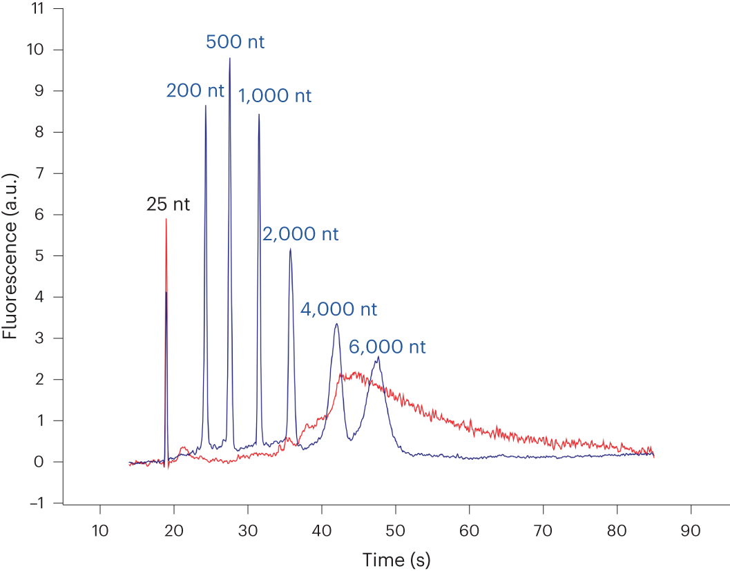 Fig. 6: QC analysis of poly(A)-tailed RNA on an Agilent Bioanalyzer.
