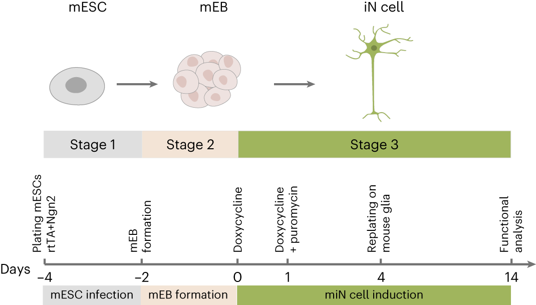 Fig. 1: Timeline of mES-iN cell generation.
