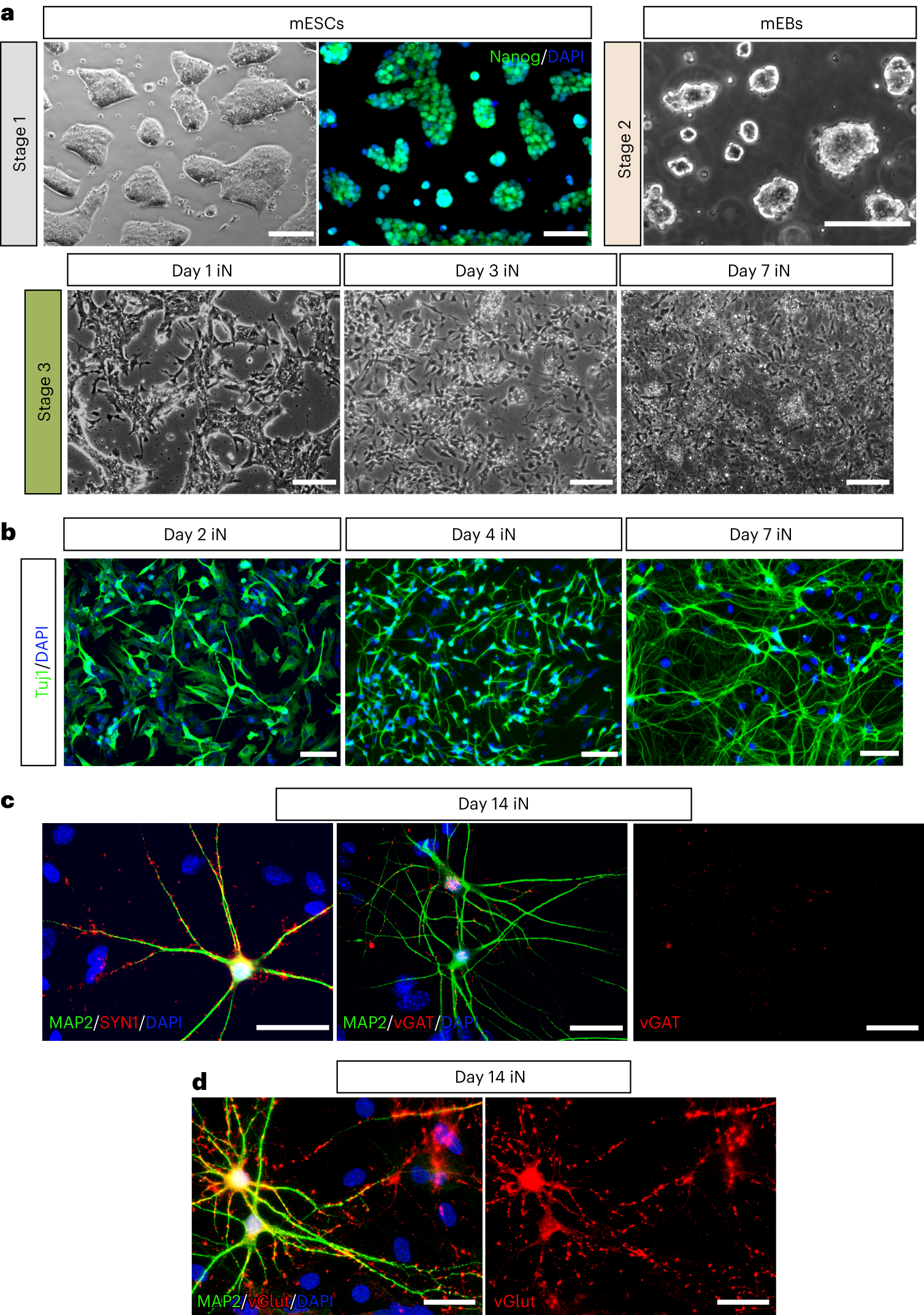 Fig. 2: Representative images of cells during different stages of mES-iN cell differentiation.