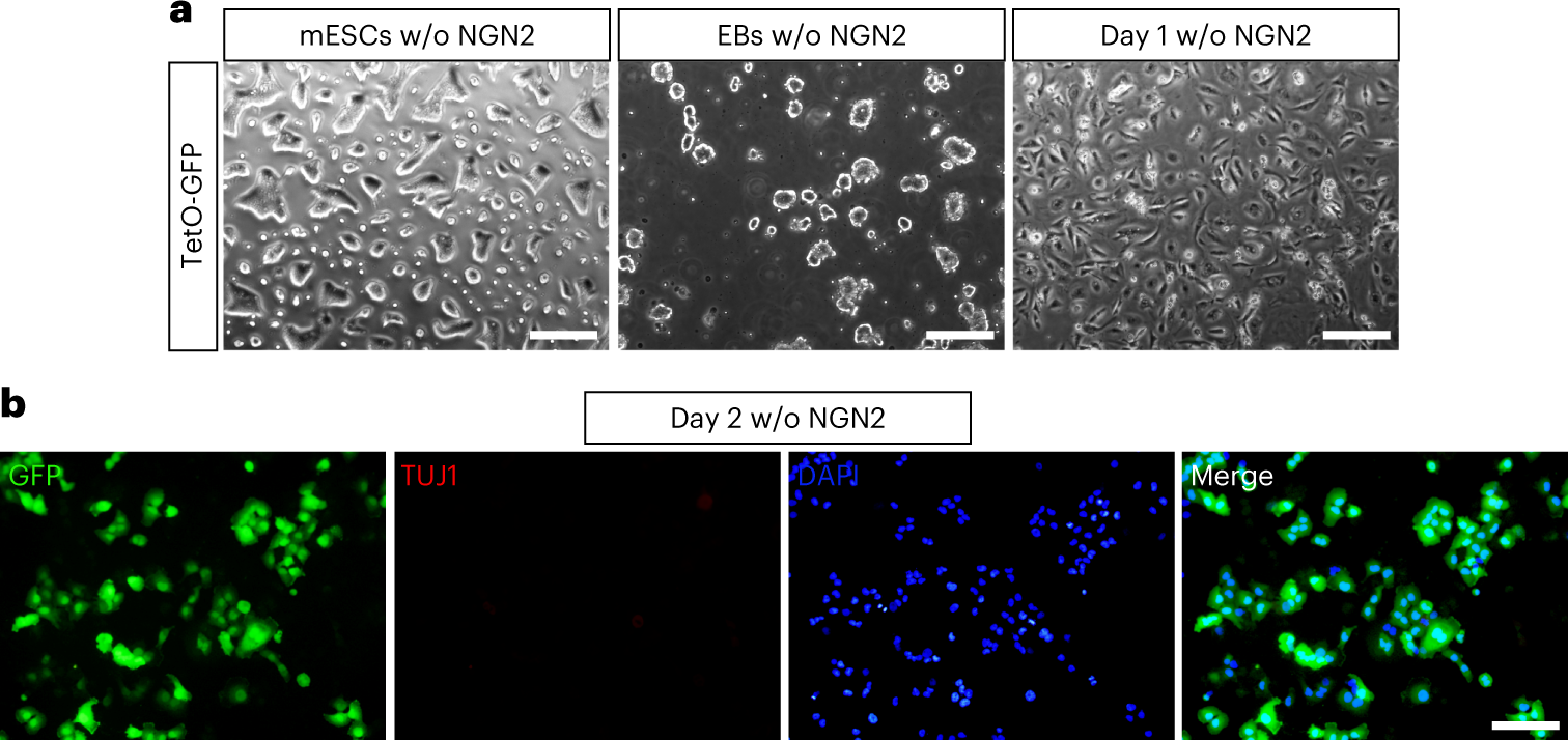 Fig. 4: Little background differentiation without NGN2 induction.