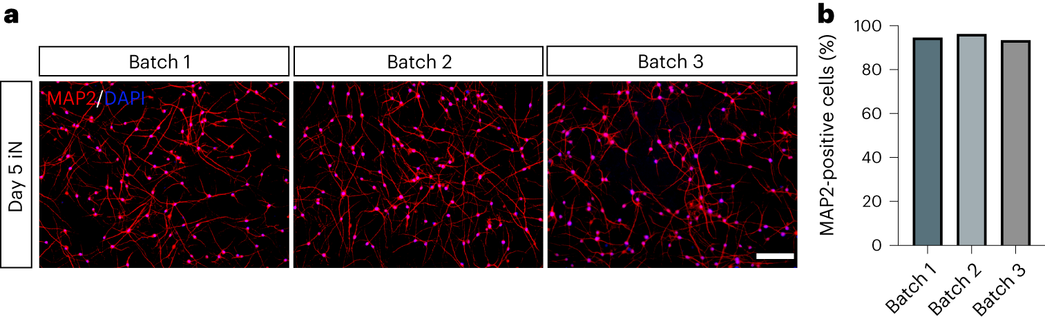 Fig. 5: Efficiency of miN cell generation.
