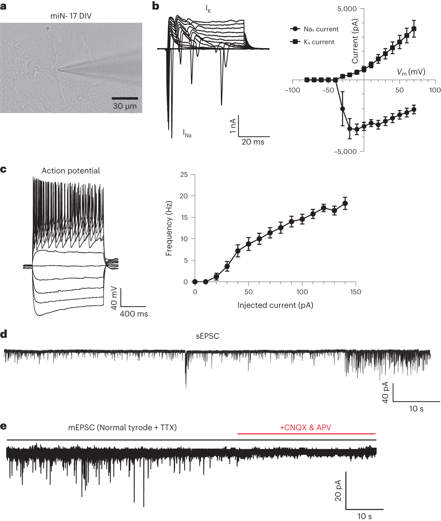 Fig. 6: Functional synapse formation of mES-iN cells (Box 7 and Step 42).