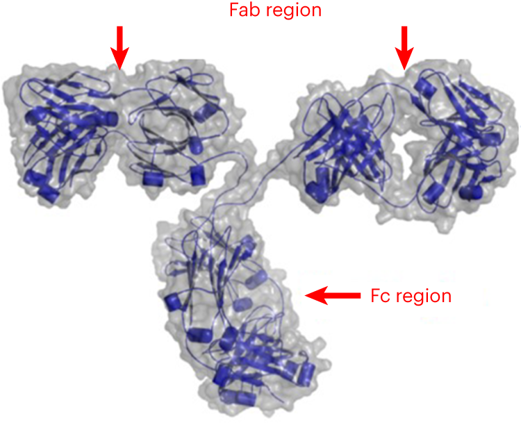 Fig. 1: A model showing the macromolecular Y-shaped structure of a mAb molecule formed of two Fab (fragment antigen binding) regions and one Fc (fragment crystallizable) region.