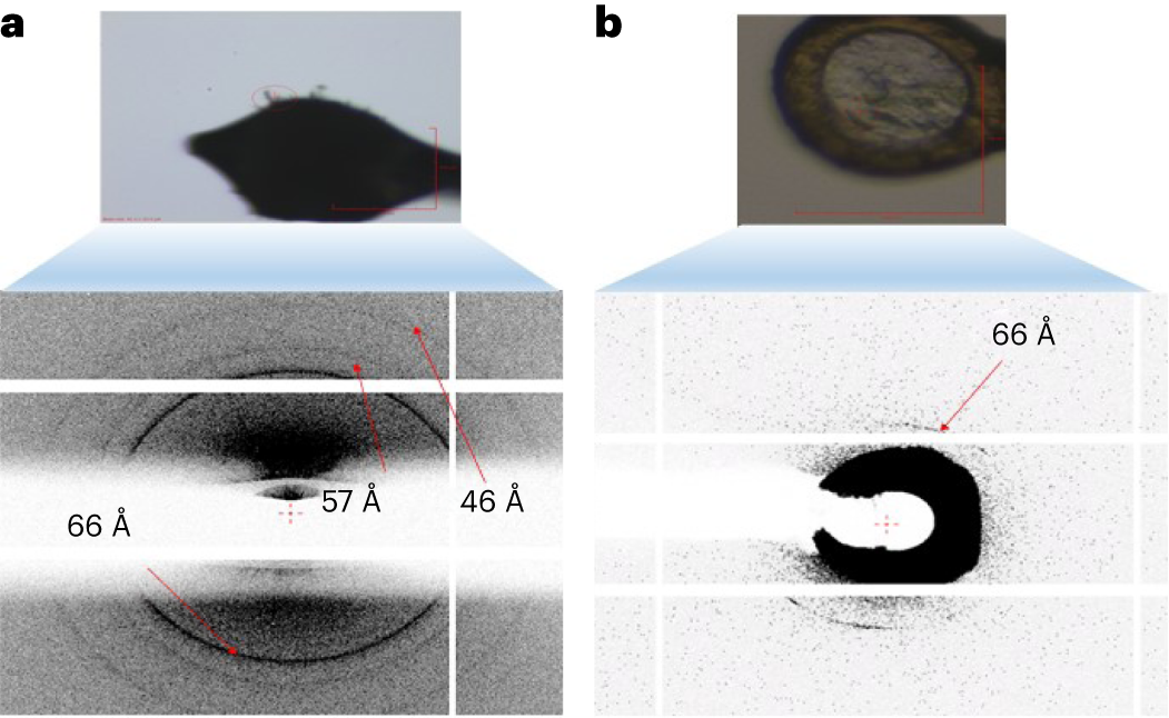 Fig. 6: Examples of X-ray diffraction patterns obtained from anti-CD20 crystals.