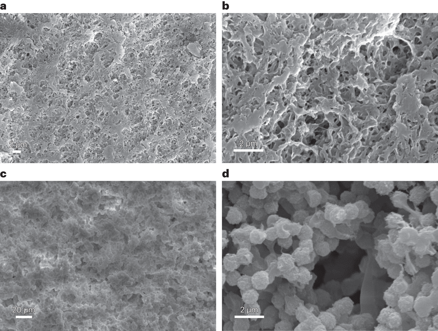Fig. 9: SEM images of polymer membranes at two different magnifications.