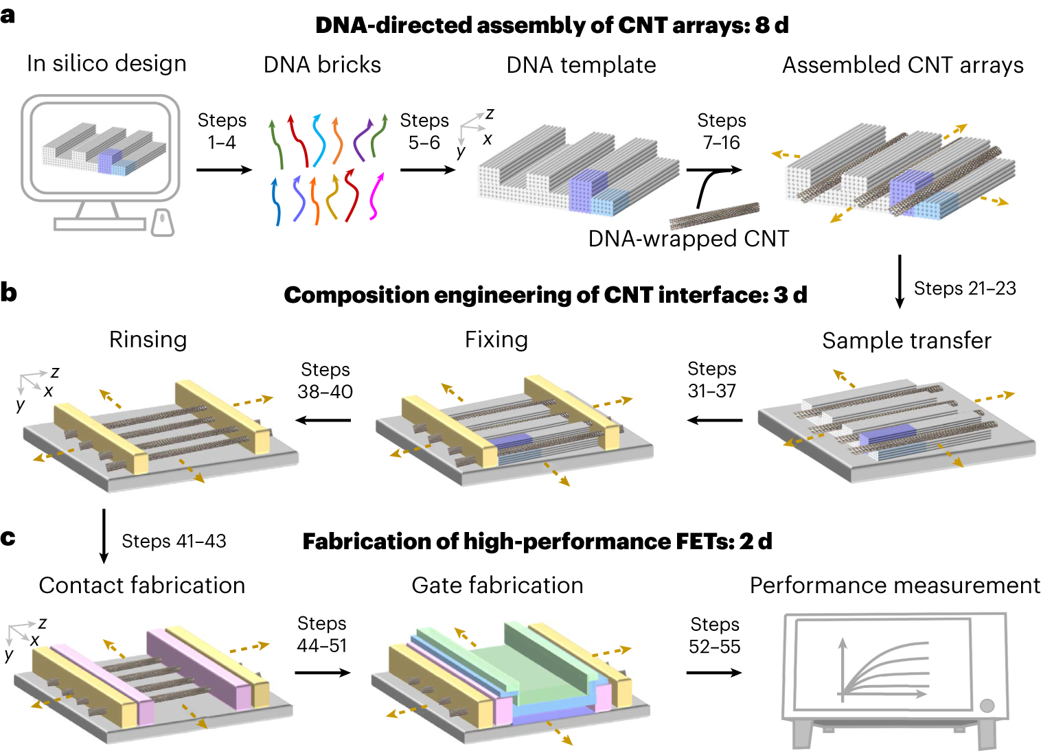 Fig. 1: Flowchart of the biotemplated precise assembly of ultra-scaled high-performance CNT FETs.
