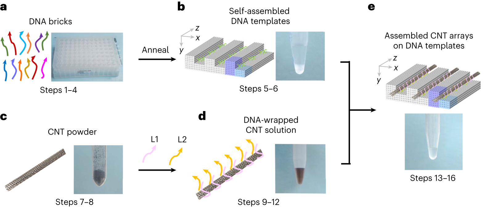 Fig. 2: Preparation of DNA templates and parallel CNT arrays within DNA templates.