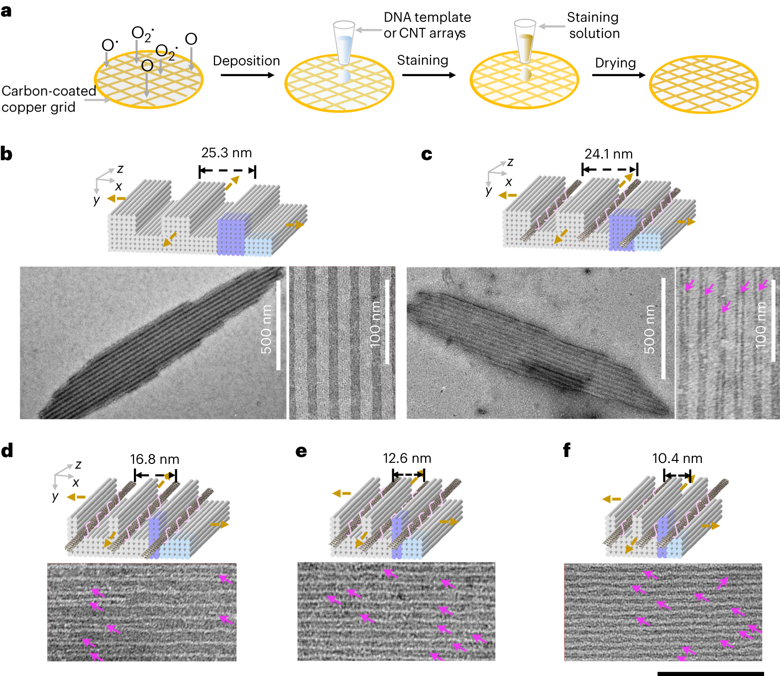 Fig. 3: TEM images of DNA templates and CNT arrays within the DNA templates with different pitches.