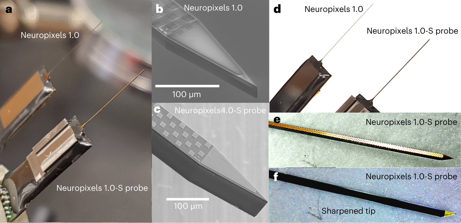 Fig. 2: Neuropixels 1.0-S probe differences compared to the Neuropixels 1.0 probe (Box 1).