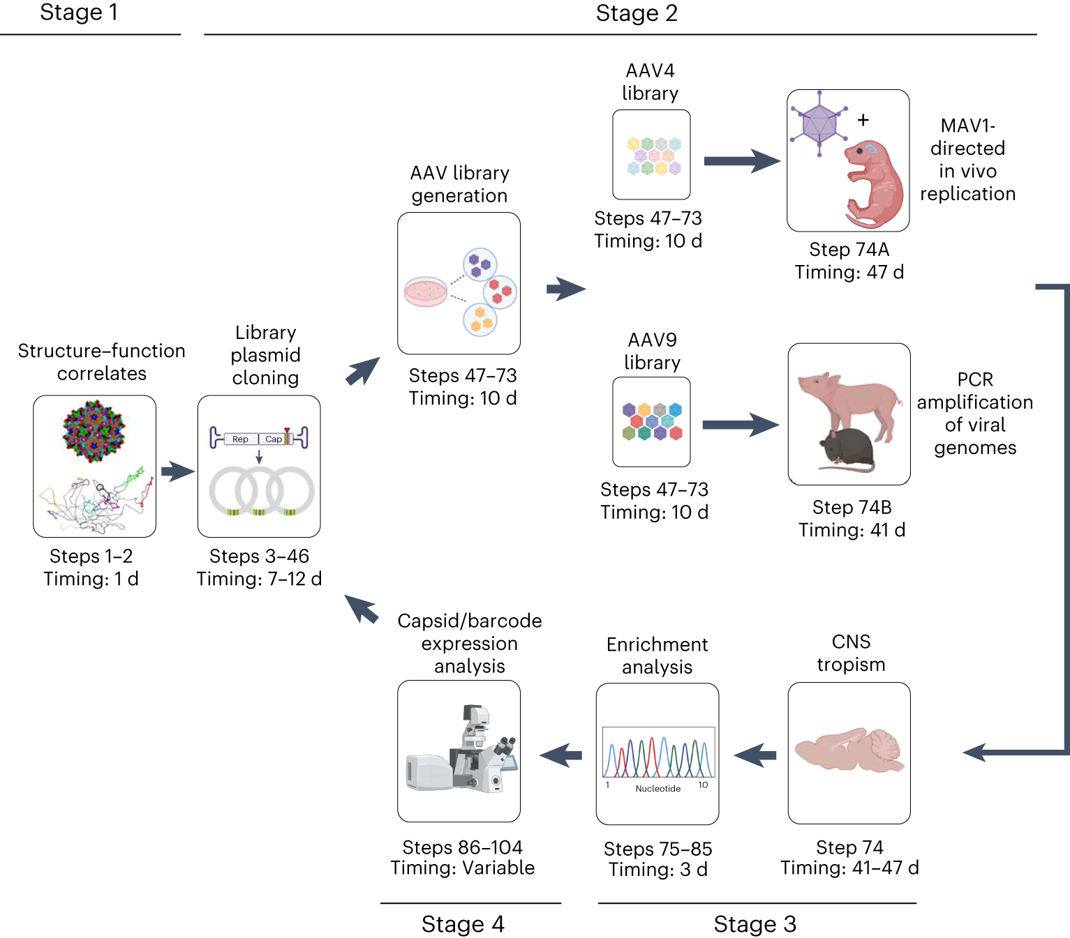 Fig. 1: Methods for AAV evolution and in vivo characterization.