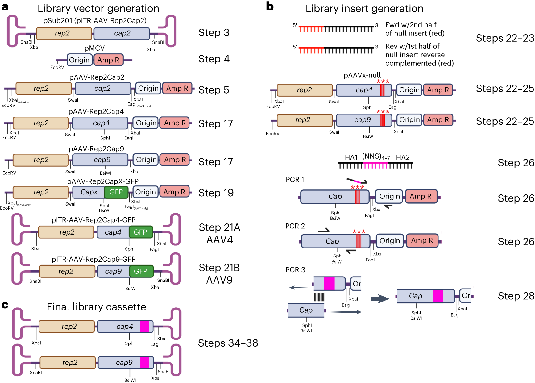 Fig. 3: Generation of the AAV capsid library plasmid.