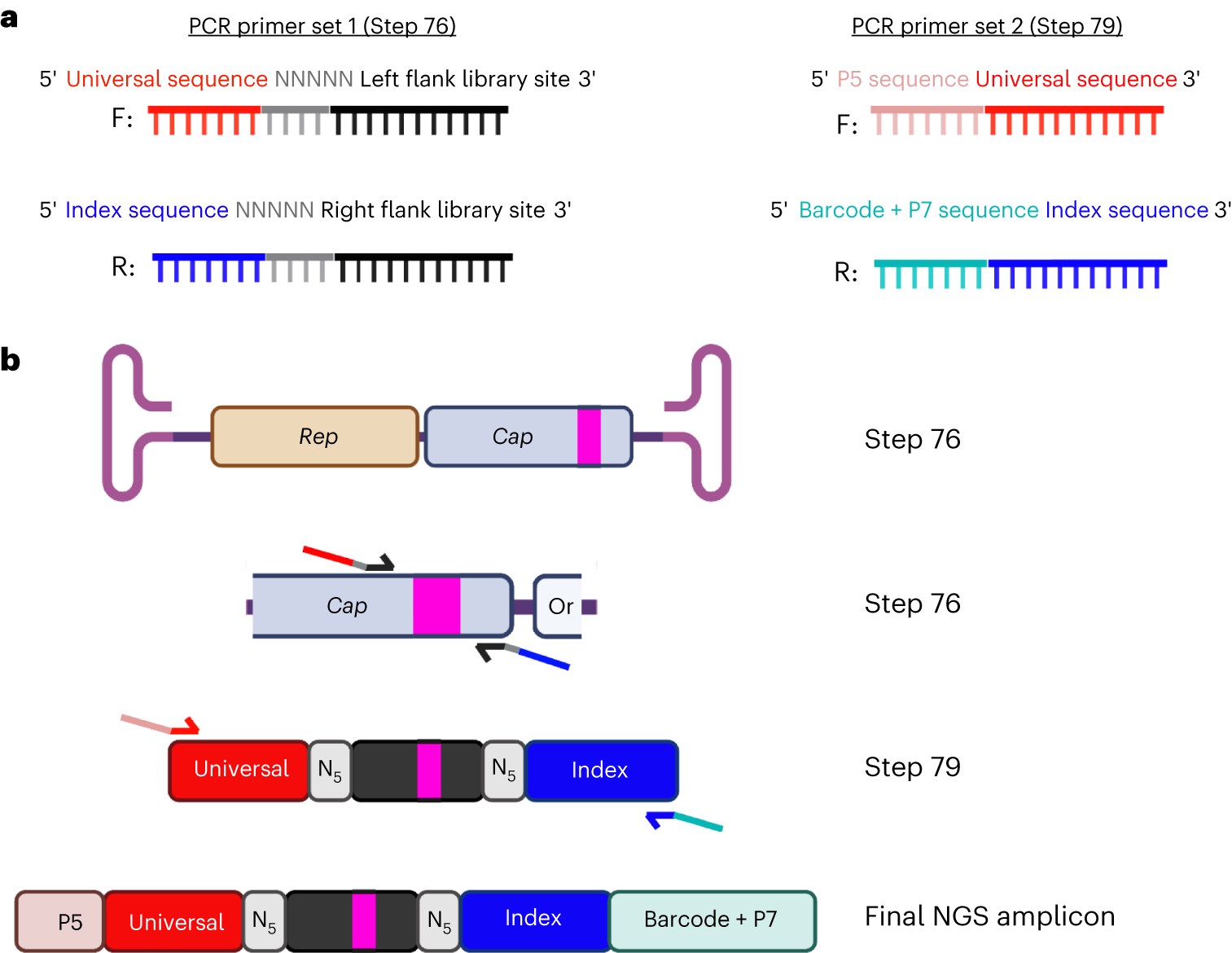 Fig. 4: NGS library preparation.