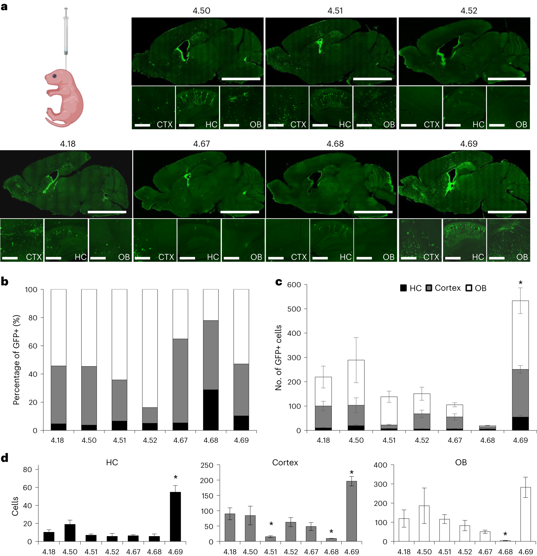 Fig. 5: GFP reporter gene expression in C57/BL6 mouse brain after ICV injection.