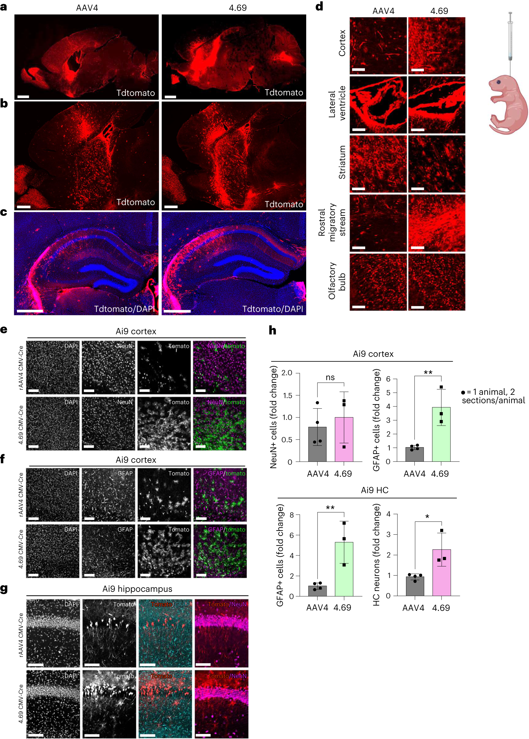 Fig. 6: Transduction of 4.69 and AAV4 packaging CMV-Cre after ICV dosing of mice.