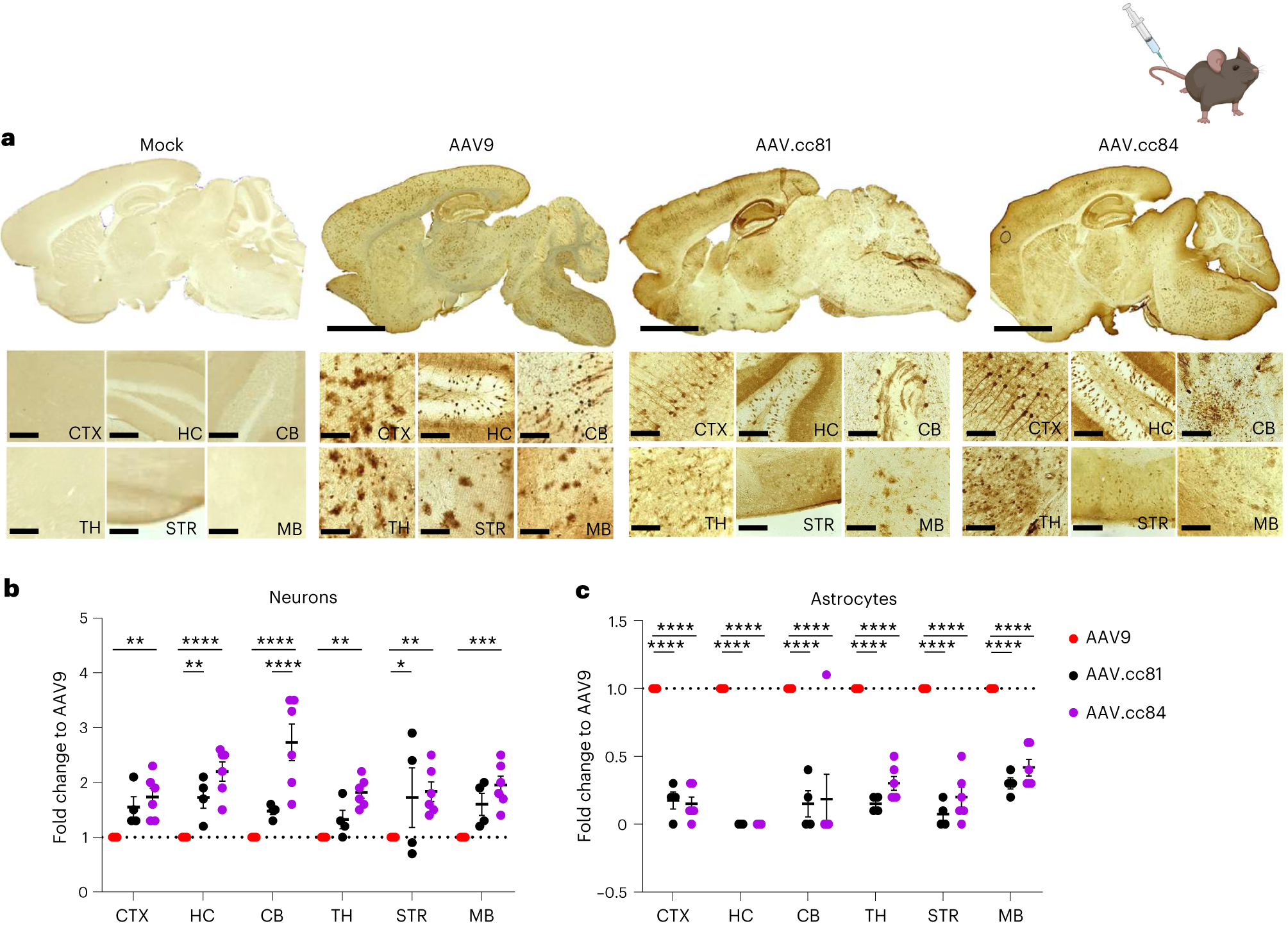 Fig. 7: GFP reporter gene expression in C57/B6 mouse brain after i.v. administration of ccAAV vectors.