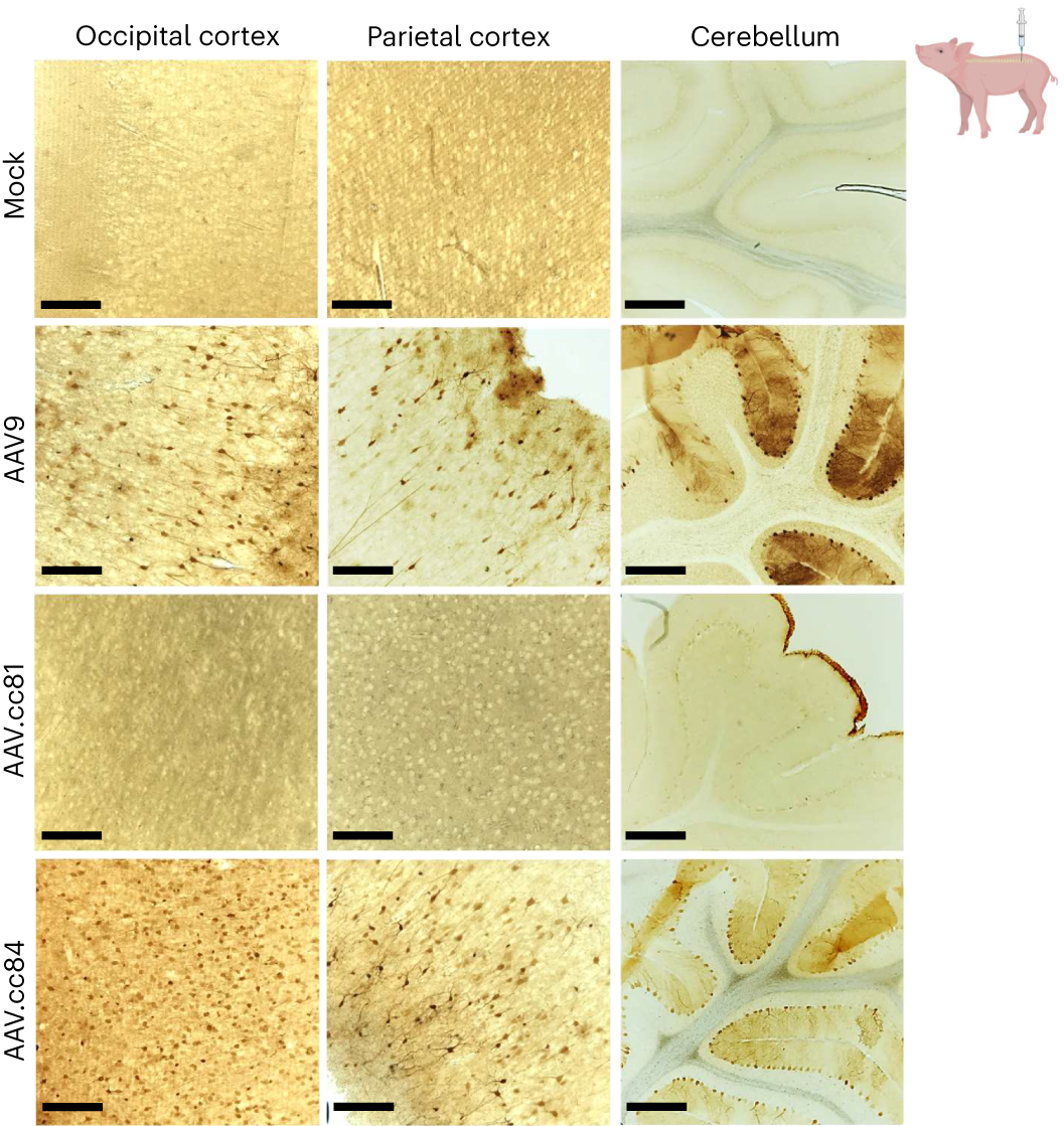 Fig. 8: IntraCSF dosing of ccAAV vectors in the pig CNS.