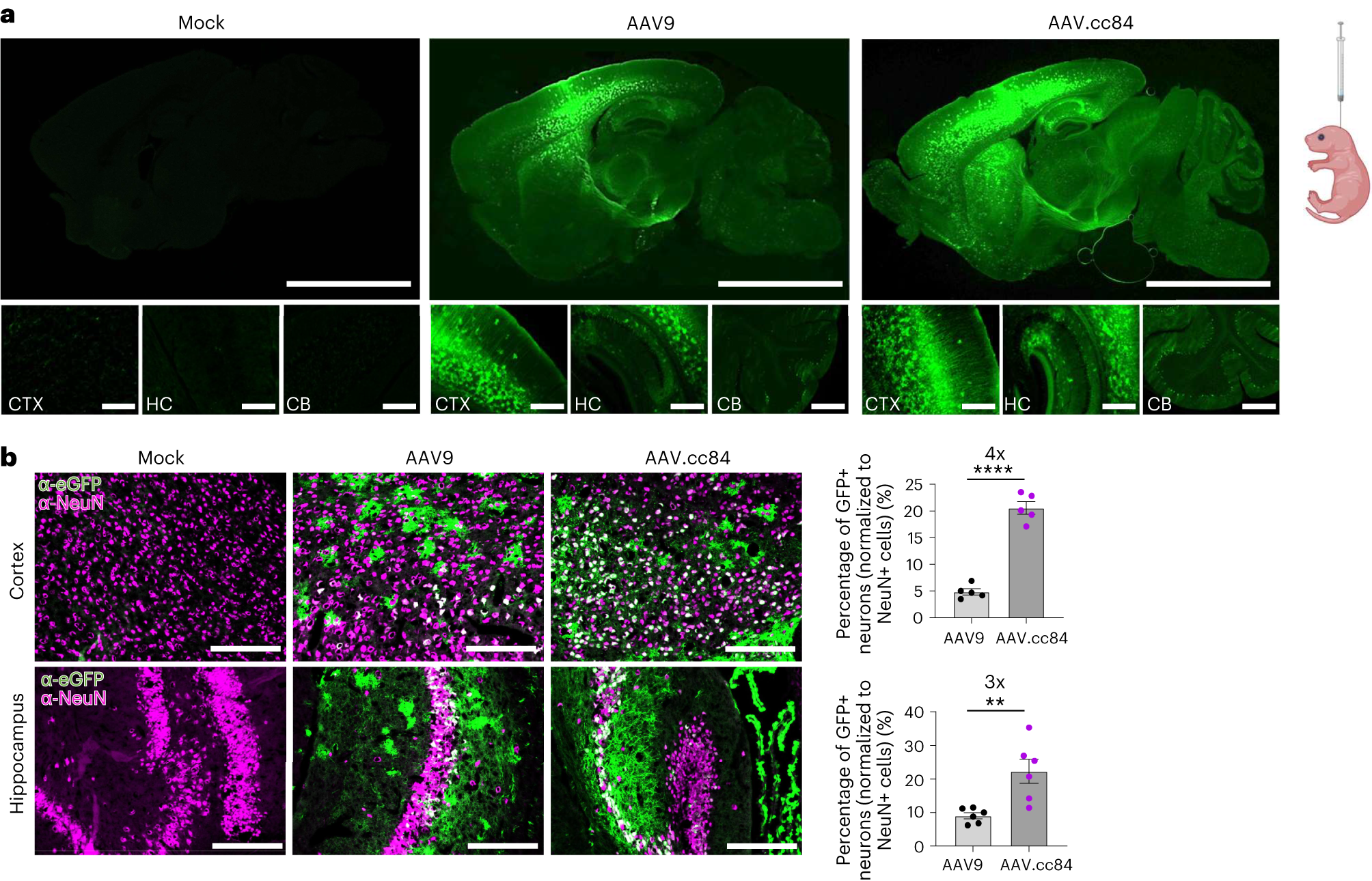 Fig. 9: IntraCSF dosing of AAV.cc84 or AAV9 after ICV injection in mice.