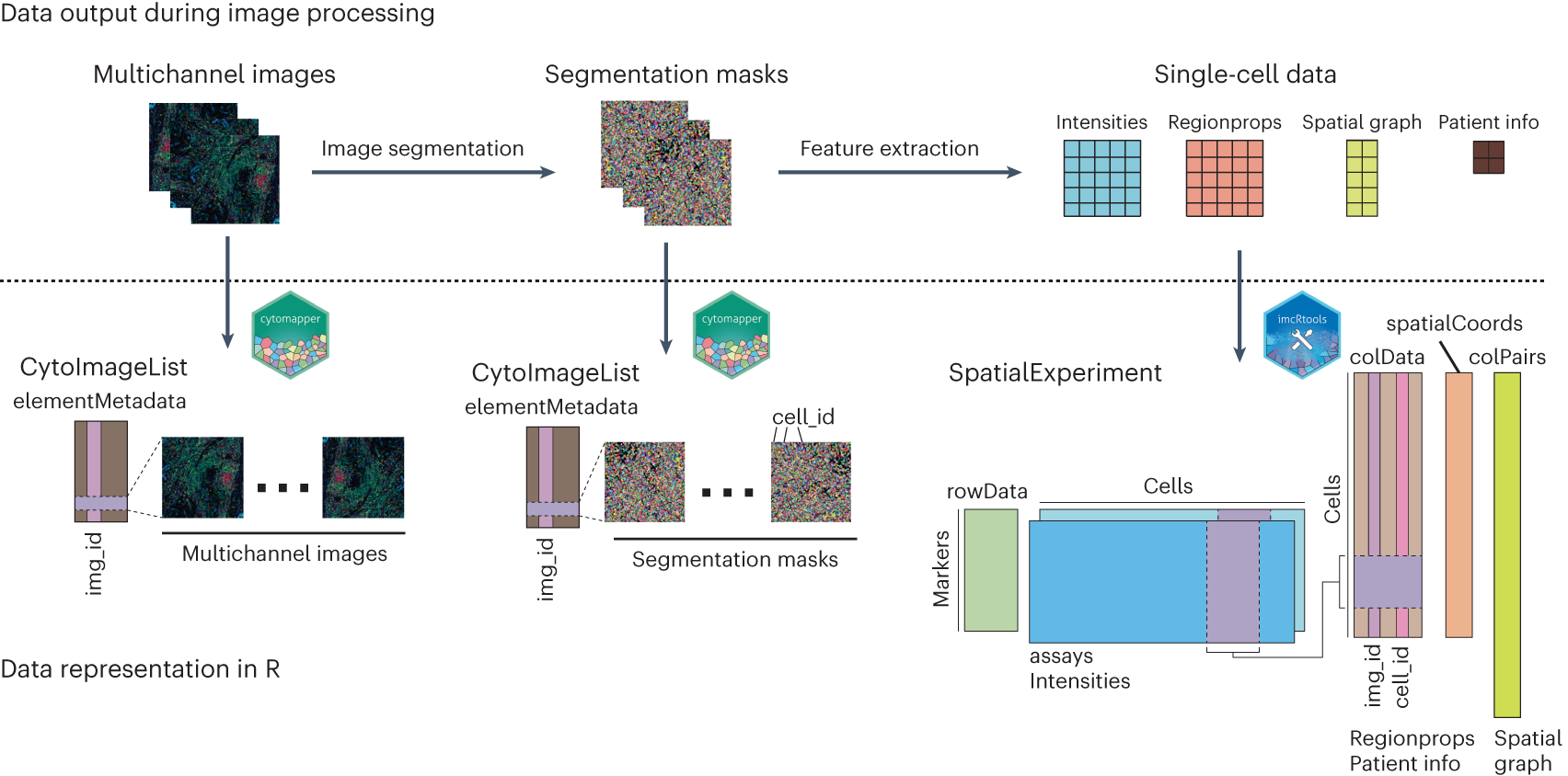 Fig. 2: Data output after image processing and representation in R.