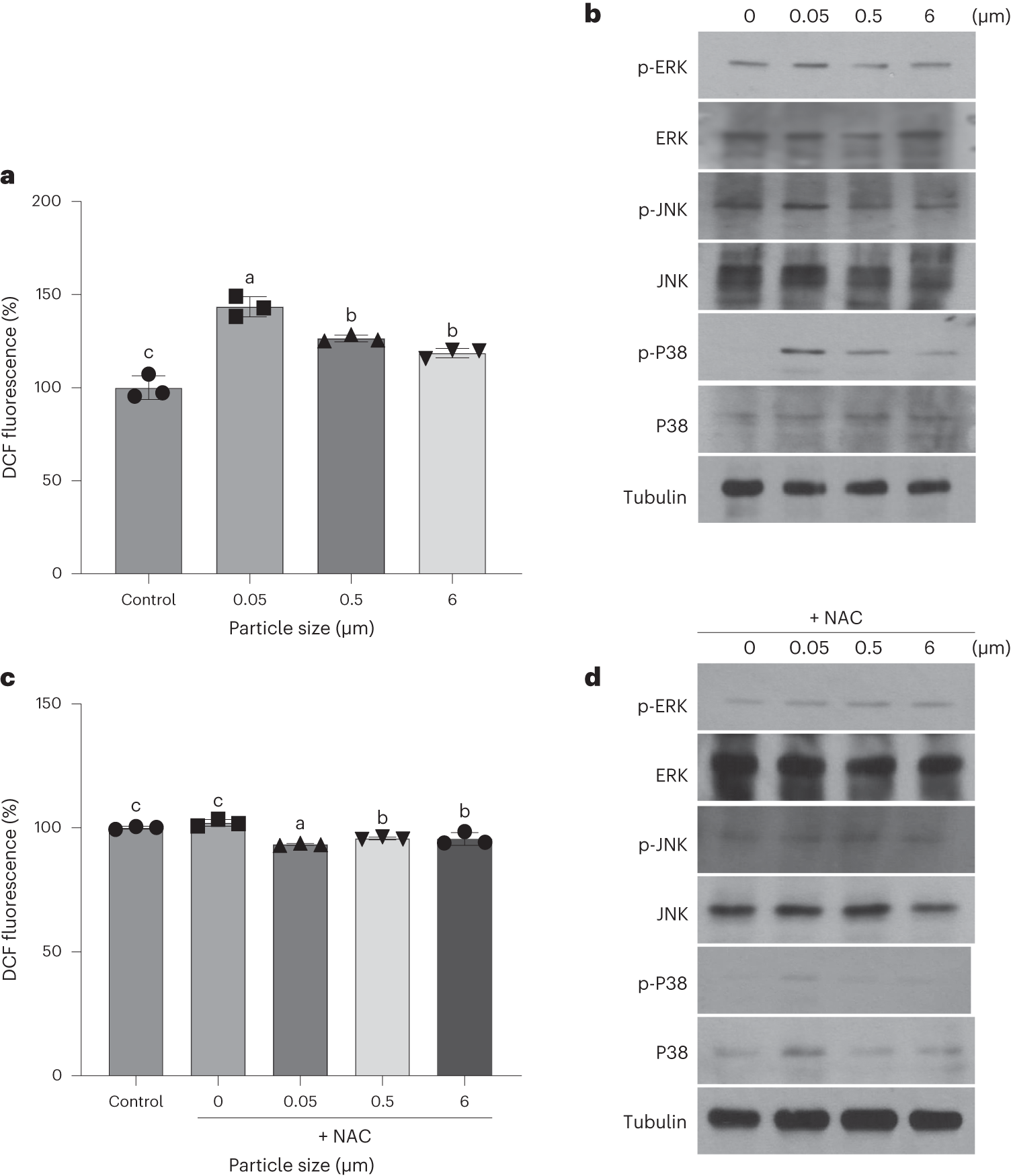 Fig. 5: Size-dependent toxicity of MNPs on ROS and oxidative signaling.