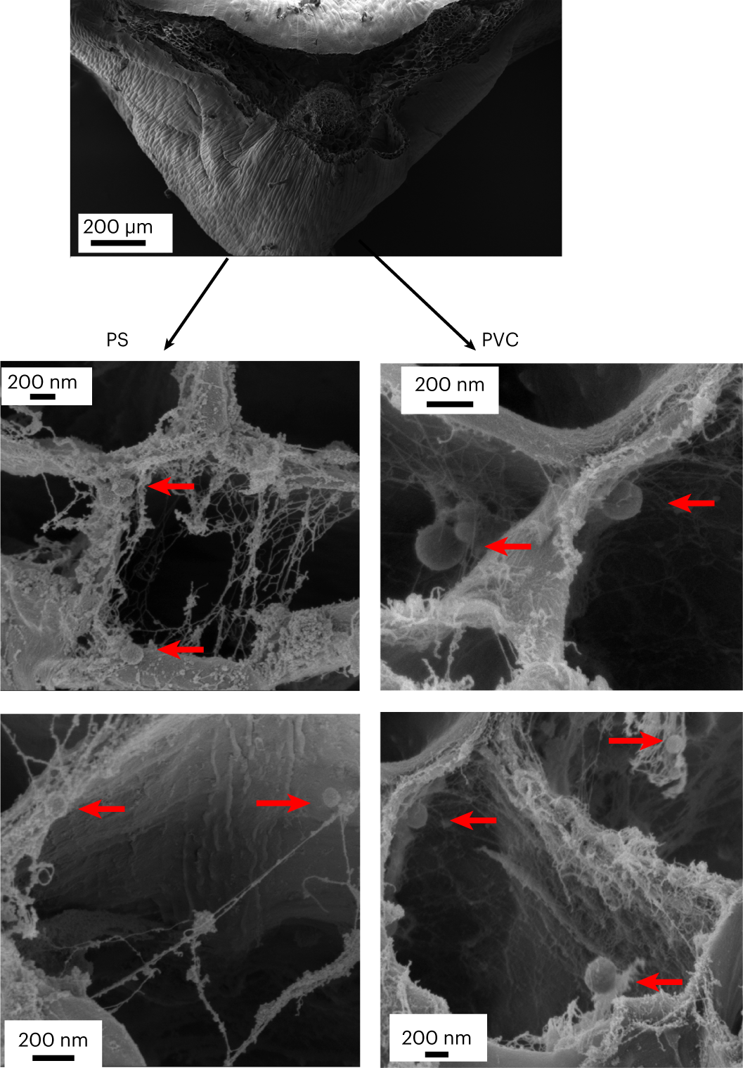 Fig. 7: Nanoplastic uptake by plants.