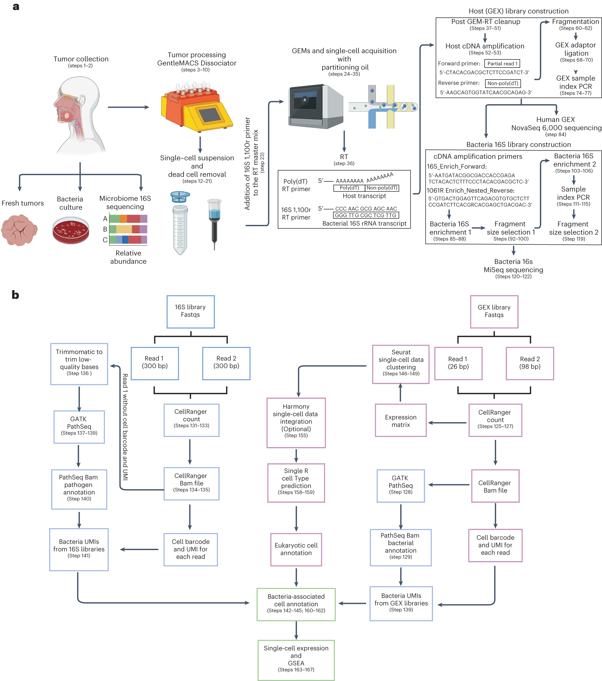 Fig. 1: Tumor processing for single-cell RNAseq acquisition and computational pipeline for host and bacteria cell annotations, host-associated transcriptome and GSEA pathway enrichment analysis.
