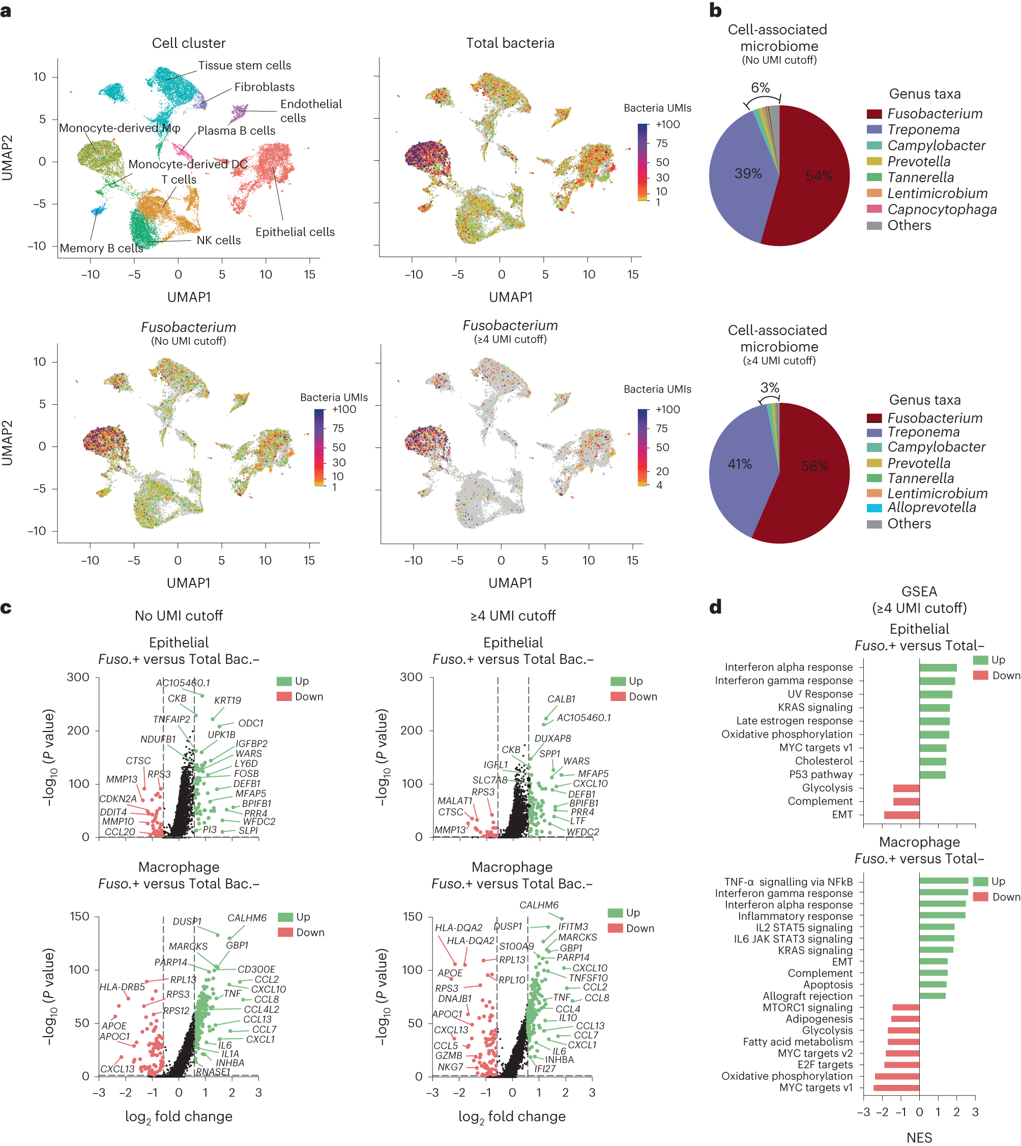 Fig. 4: Single-cell RNAseq analysis in specific cell clusters from OSCC tumor samples containing a relatively high load of cell-associated bacteria (High_Bac cohort) following data integration.