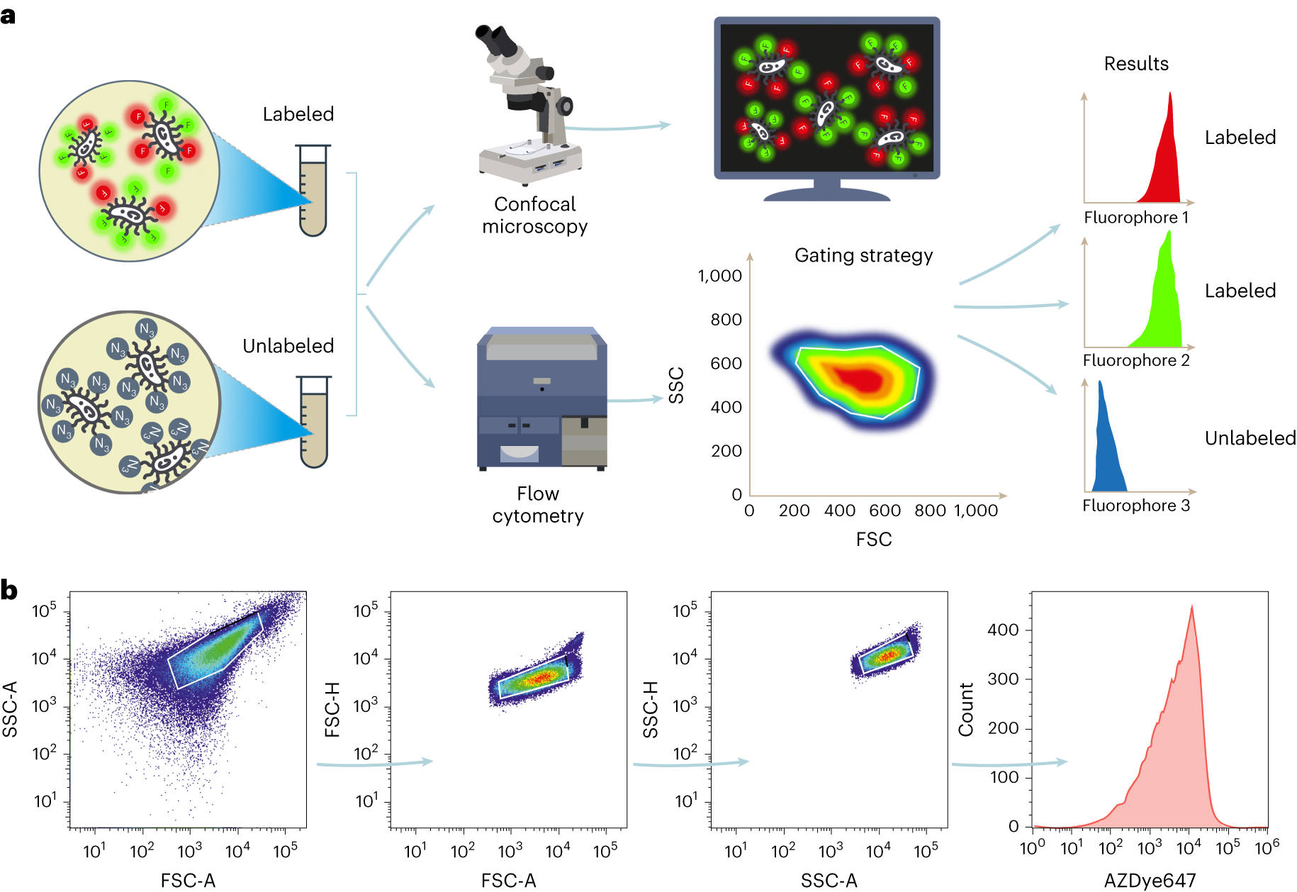 Fig. 2: Protocol validation using flow cytometry.