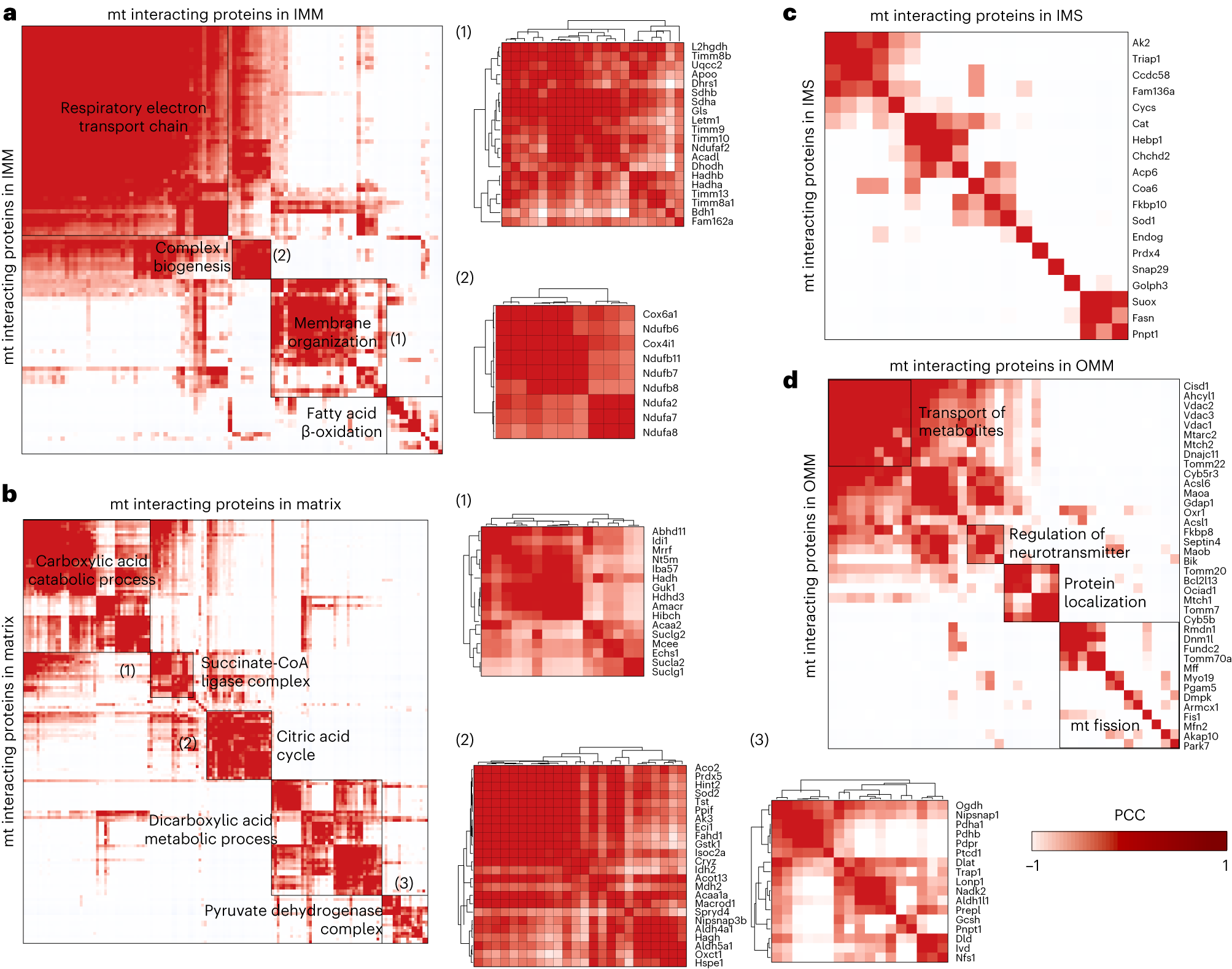 Fig. 7: Correlation analysis of the putatively interacting mouse mt proteins in brain.