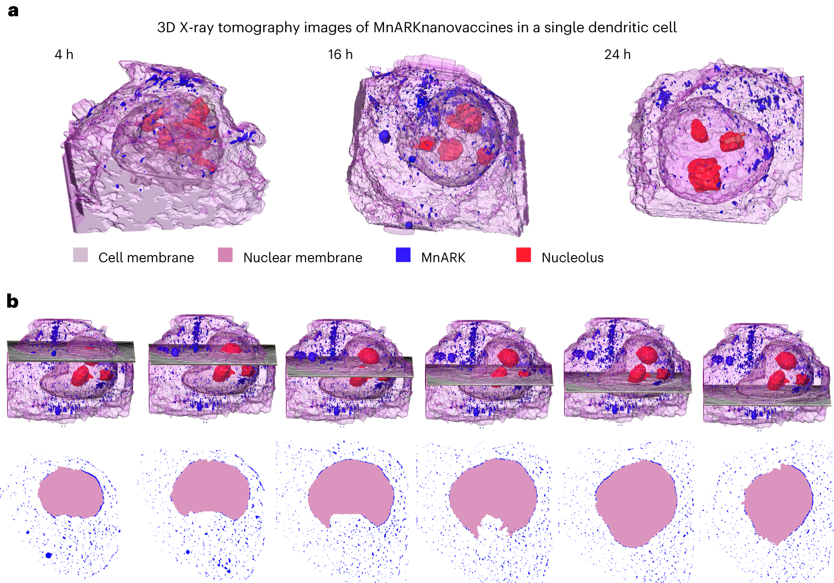 Fig. 10: Hard X-ray TXM imaging used to observe the interactions of NPs with large cells.