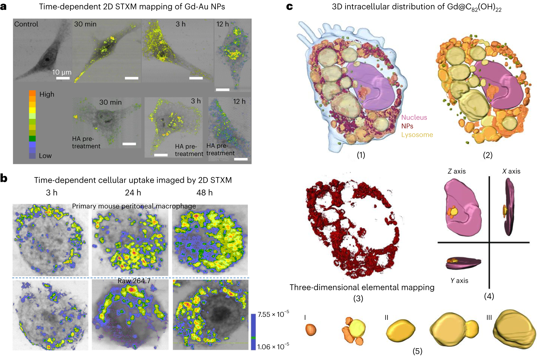 Fig. 11: Soft X-ray dual-energy contrast STXM to achieve elemental mapping of intracellular NPs.