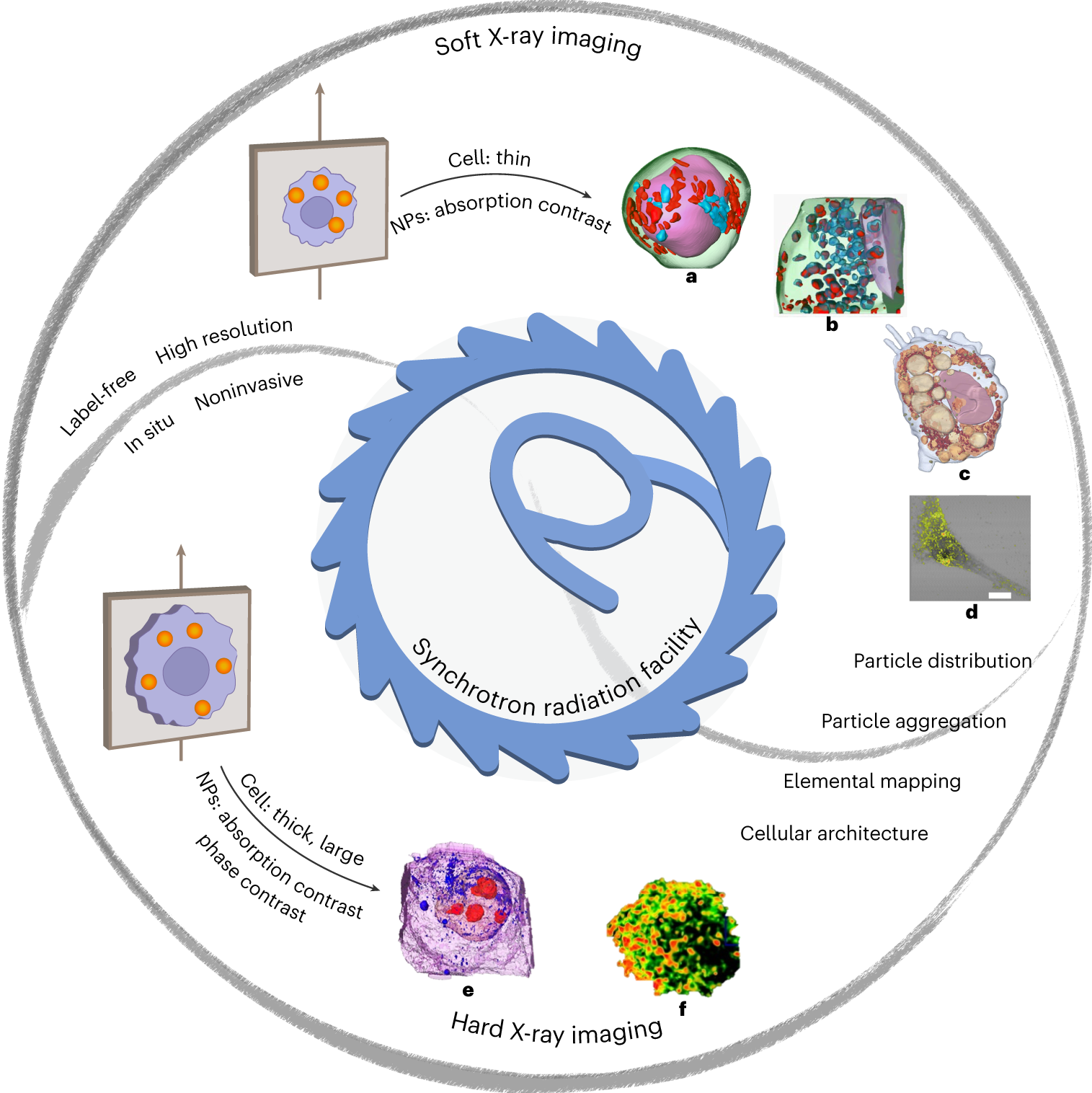 Fig. 1: Soft and hard X-ray imaging of nanomedicines and subcellular architecture in intact cells based on synchrotron radiation facilities as a universal and robust platform.