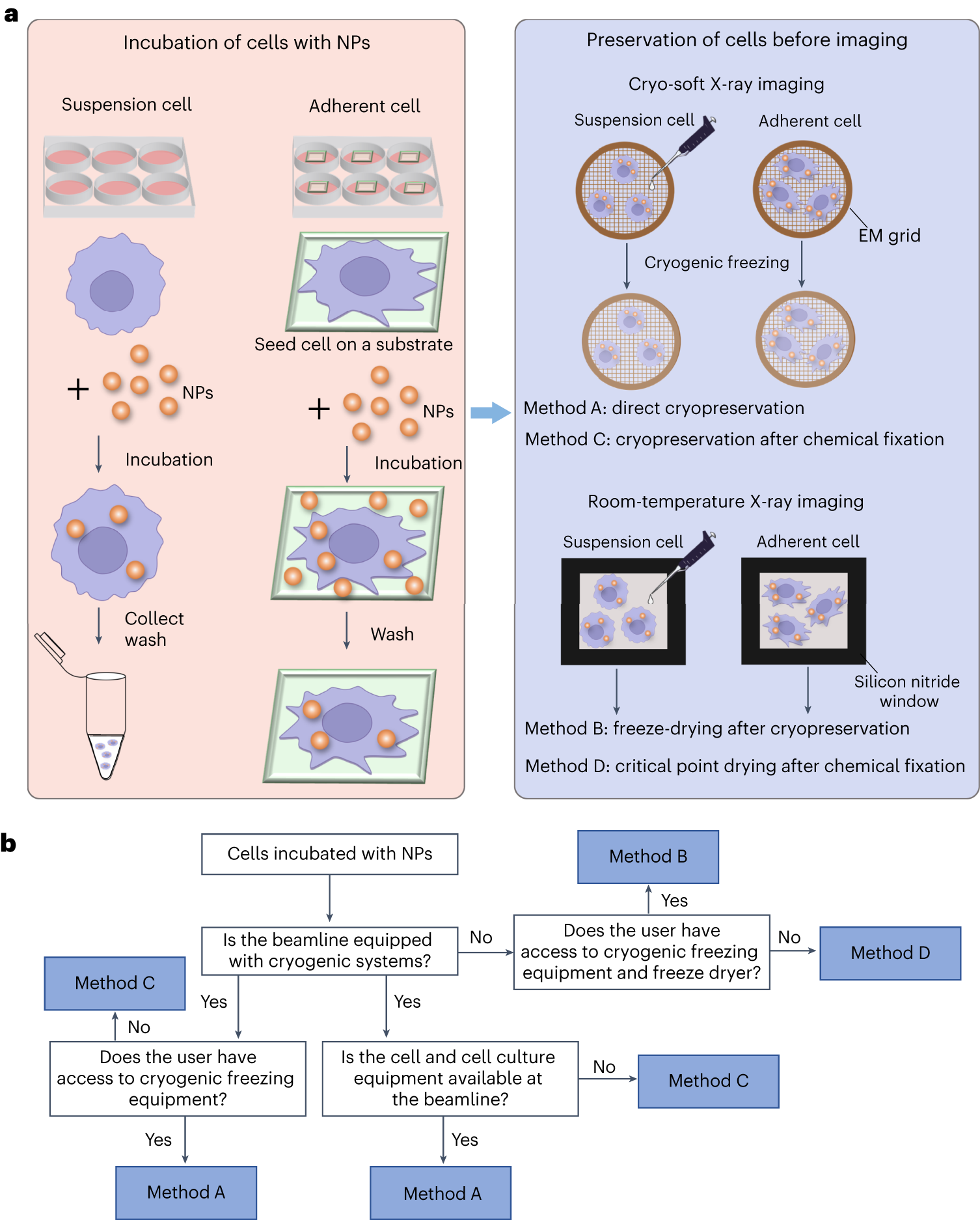 Fig. 4: Cell samples preparation process.