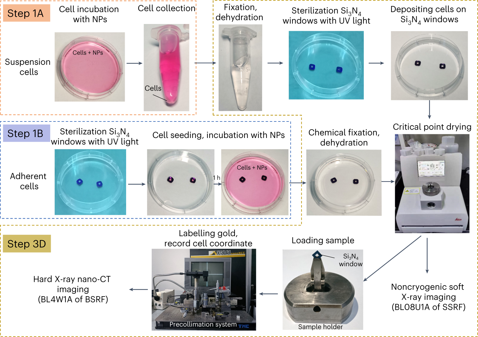 Fig. 6: Workflow of the cell incubation and sample preservation for hard X-ray nano-CT imaging and noncryogenic soft X-ray imaging.
