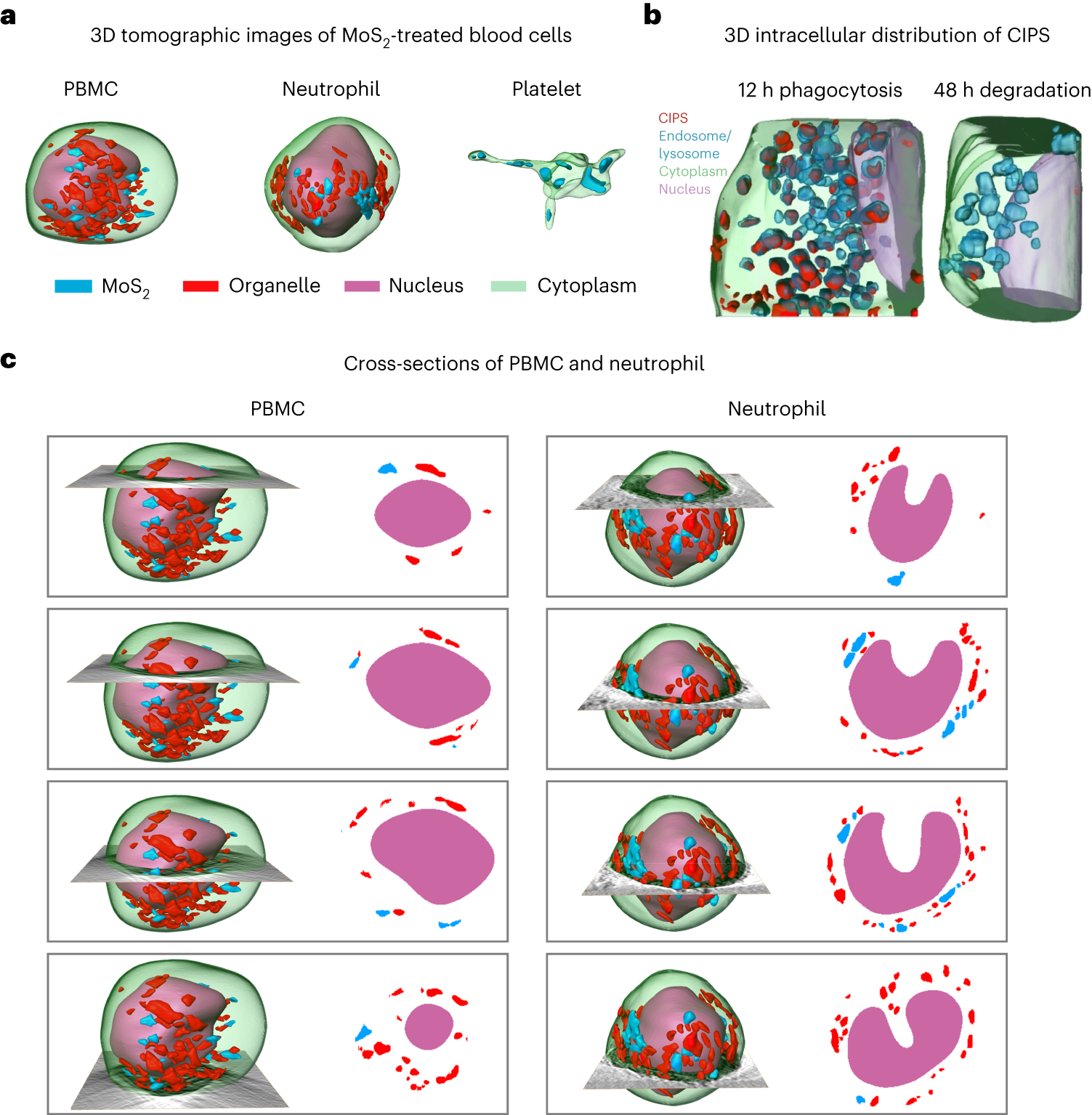 Fig. 9: Cryo-soft X-ray nano-CT imaging applied to investigate intracellular structures and distribution of NPs in cells with native states.